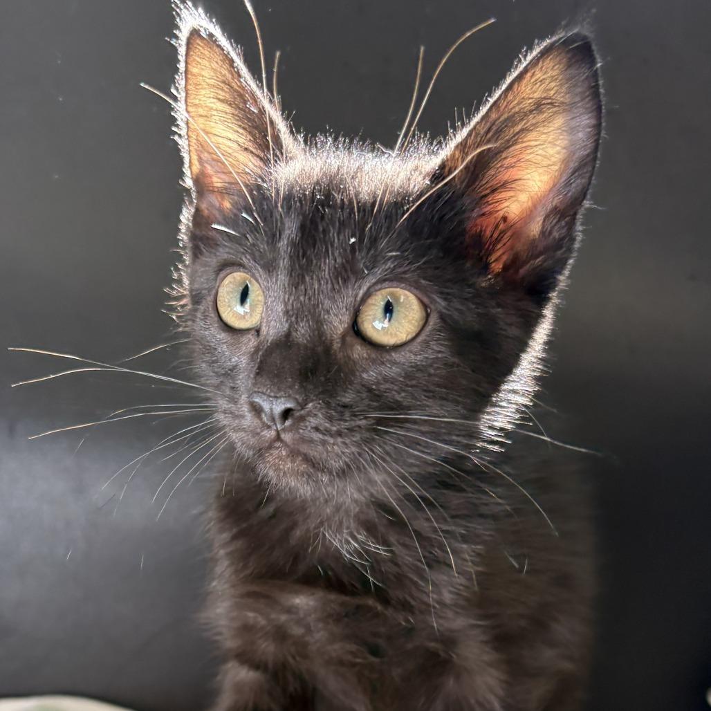Enlarge Maul, a Adoptable Domestic Short Hair in Buellton, CA image 1/1