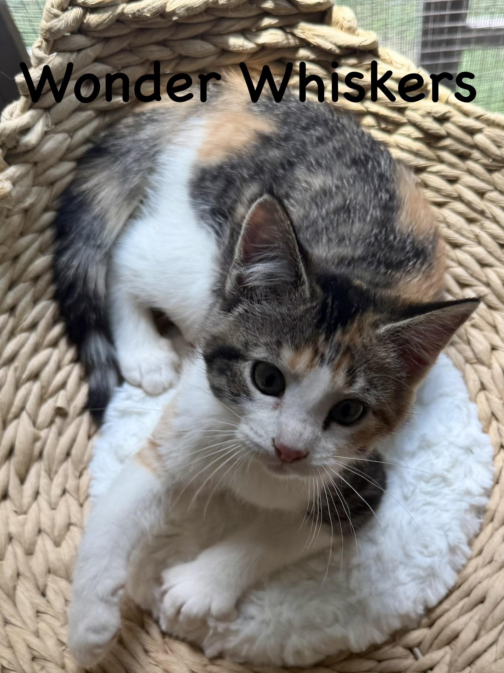 Wonder Whiskers, ADOPTABLE, Kitten Female Domestic Medium Hair.