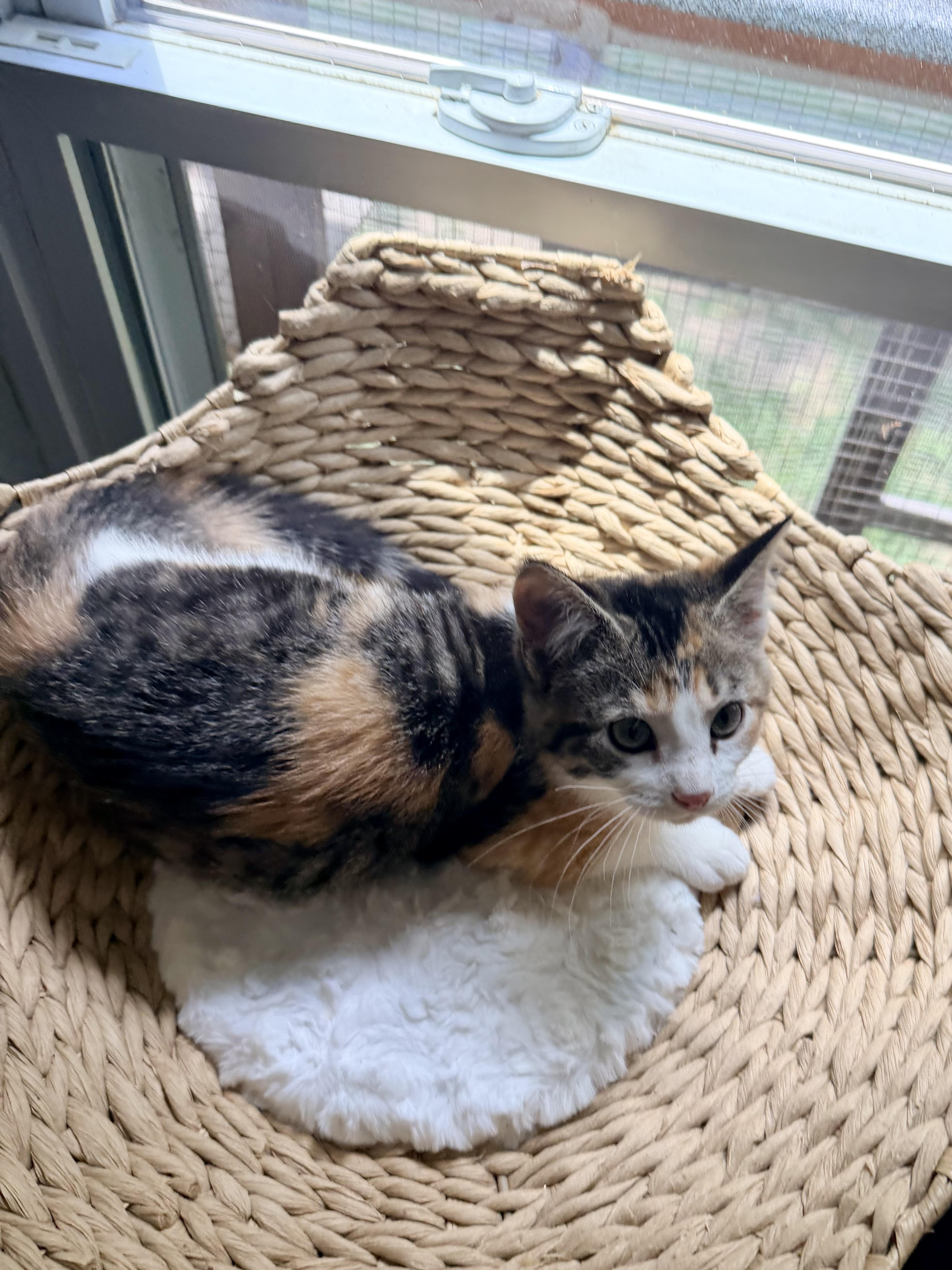 Enlarge Wonder Whiskers, a ADOPTABLE Domestic Medium Hair in Sedalia, MO image 4/4