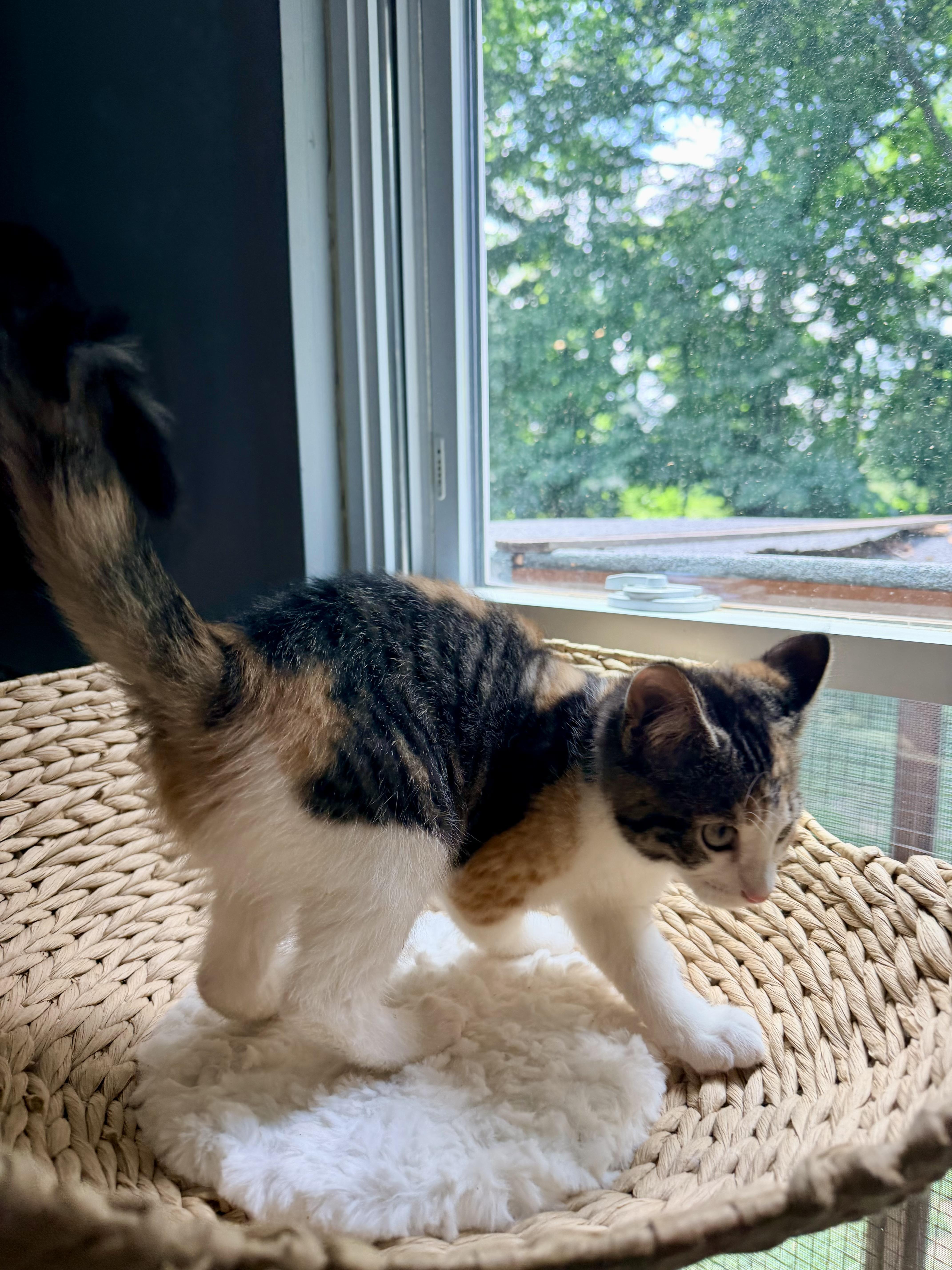 Enlarge Wonder Whiskers, a ADOPTABLE Domestic Medium Hair in Sedalia, MO image 3/4