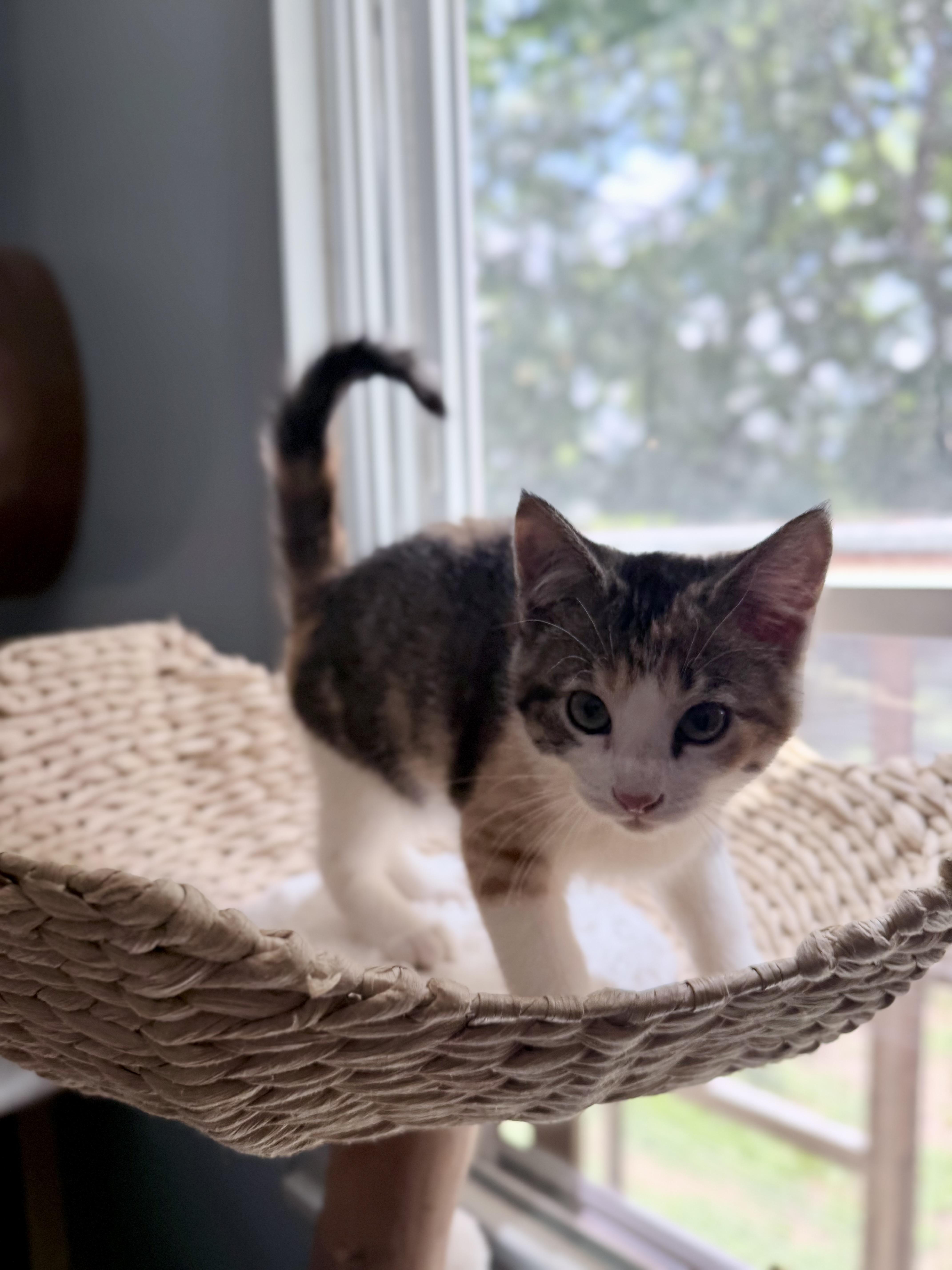 Enlarge Wonder Whiskers, a ADOPTABLE Domestic Medium Hair in Sedalia, MO image 2/4