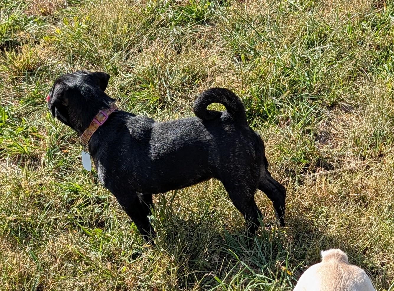 Tabitha, an adoptable Puggle in Benton, KS, 67017 | Photo Image 2