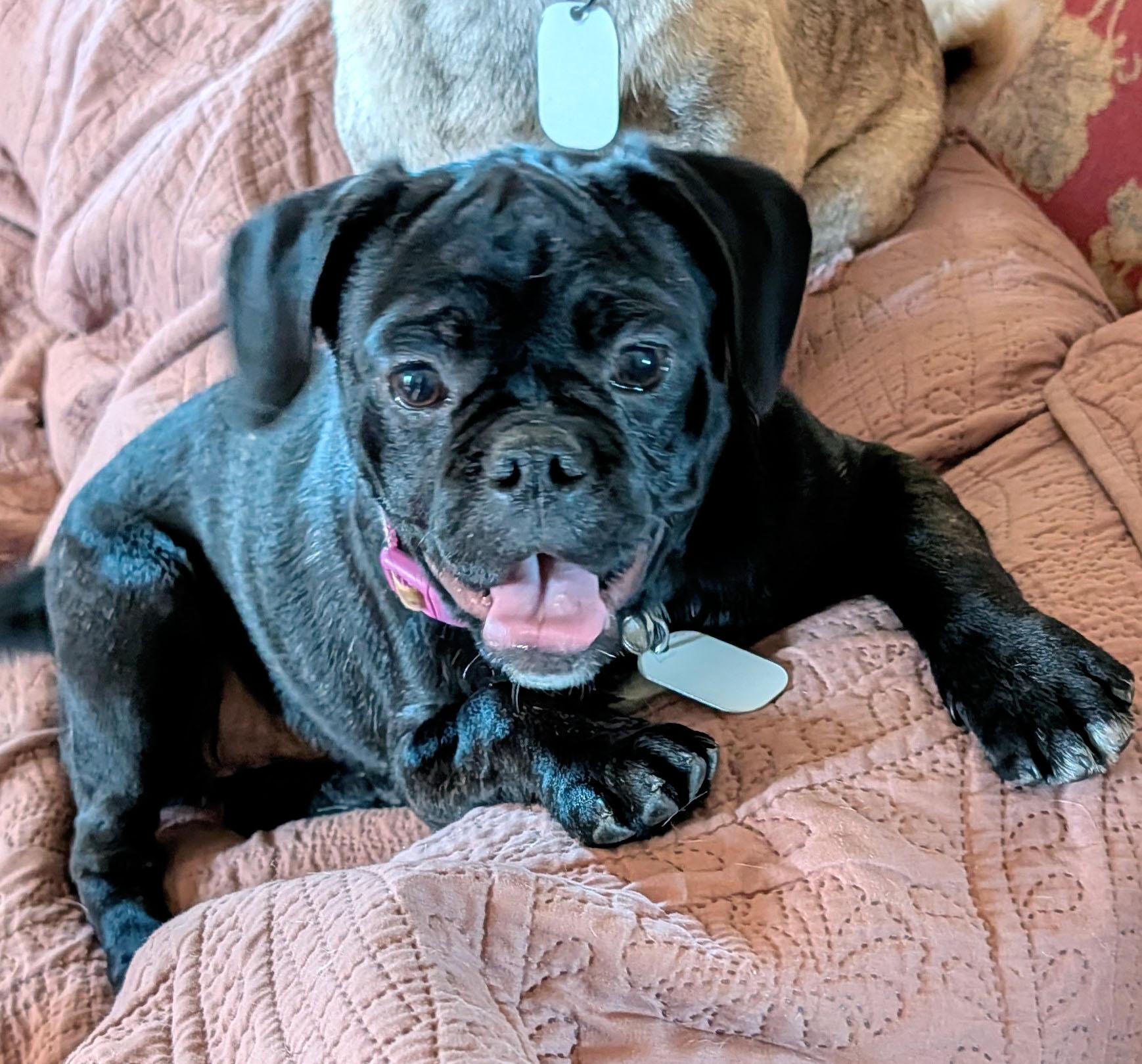 Tabitha, an adoptable Puggle in Benton, KS, 67017 | Photo Image 1