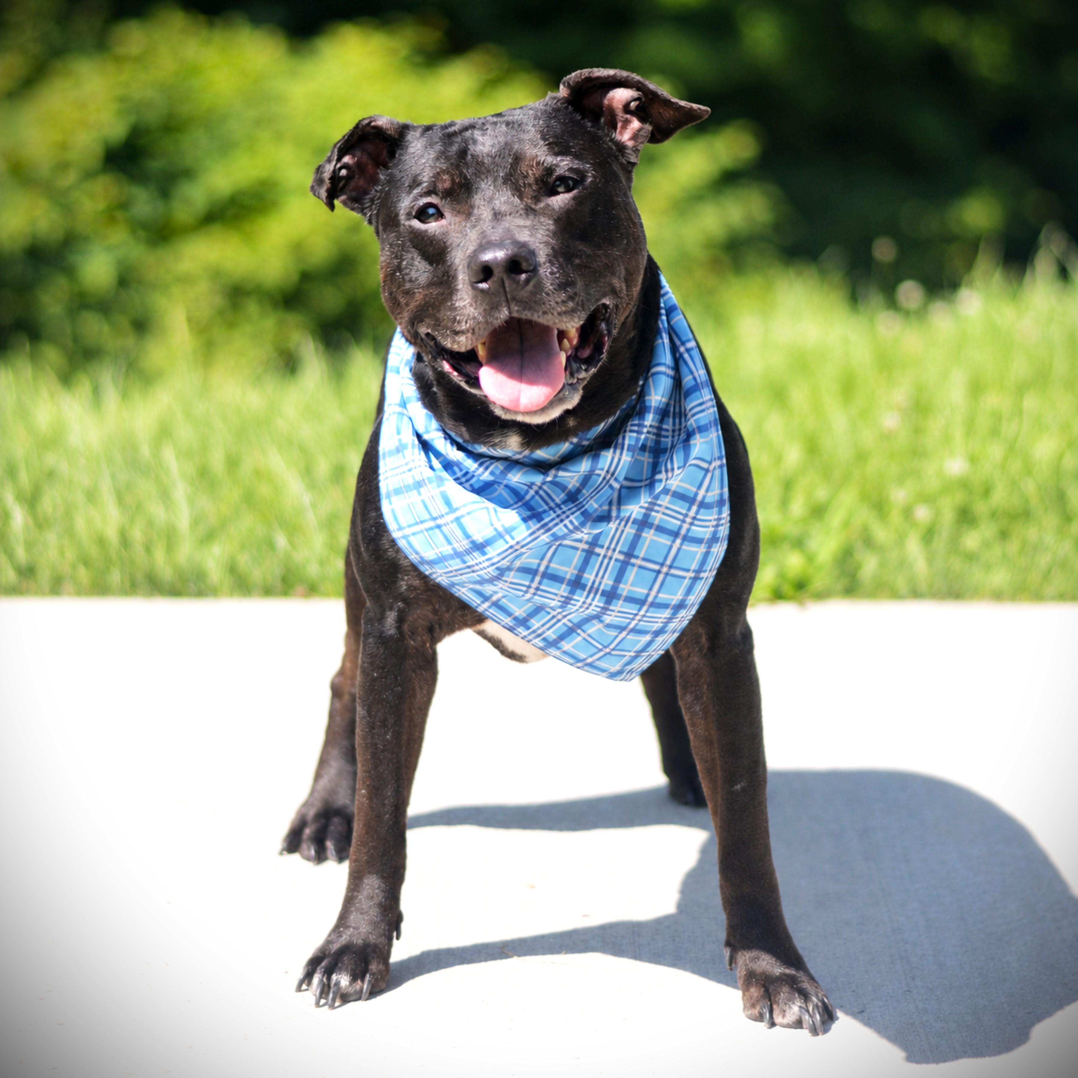 Ruger - Adoptable Pet | Petfinder
