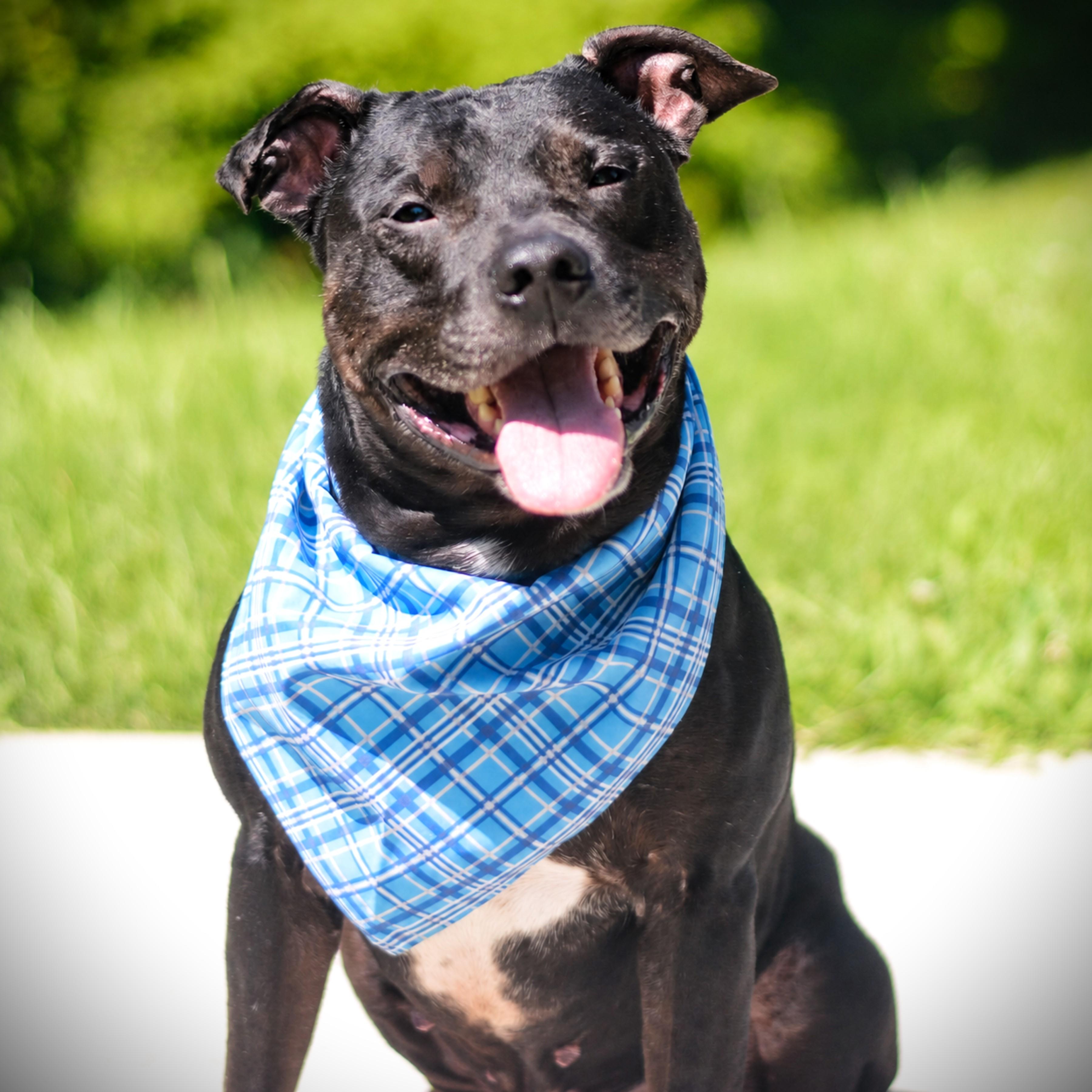 Ruger - Adoptable Pet | Petfinder