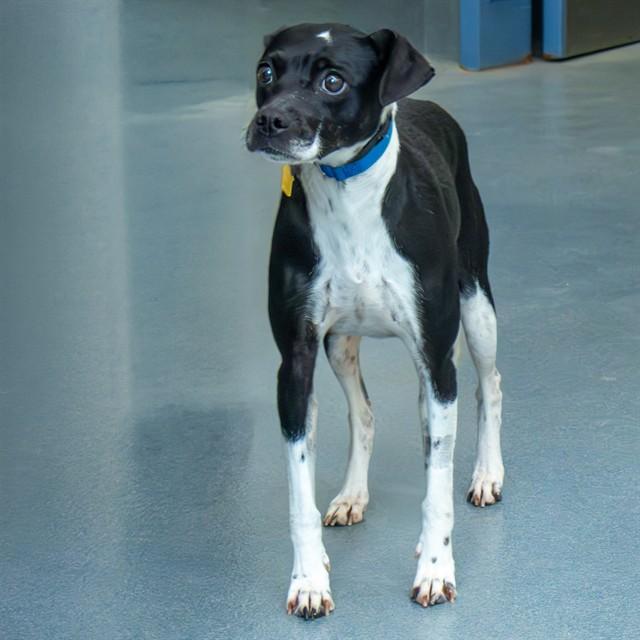 CALYPSO, Adoptable, Adult Female Beagle & Mixed Breed.