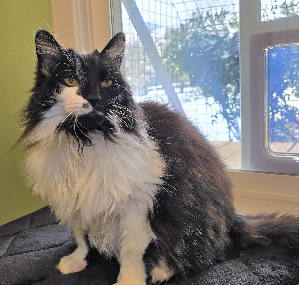 Zoe, Adoptable, Senior Female Domestic Long Hair.