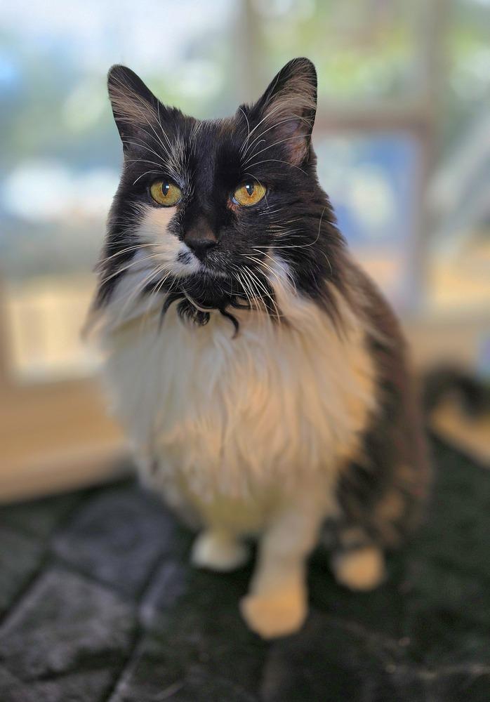 Enlarge Zoe, a Adoptable mixed breed in Vancouver, WA image 2/5