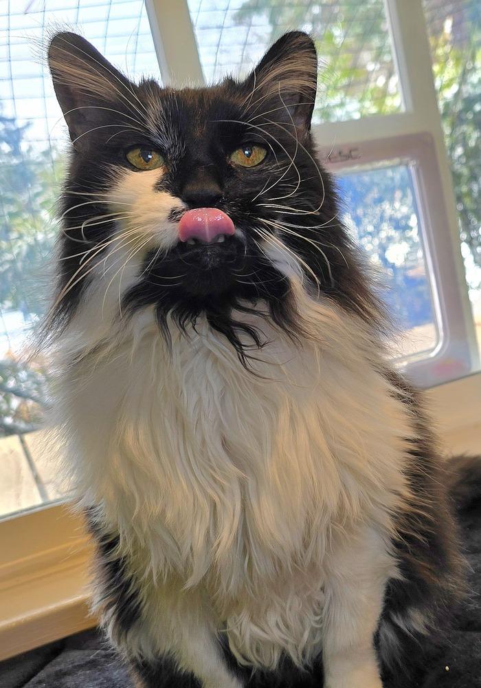 Enlarge Zoe, a Adoptable mixed breed in Vancouver, WA image 3/5