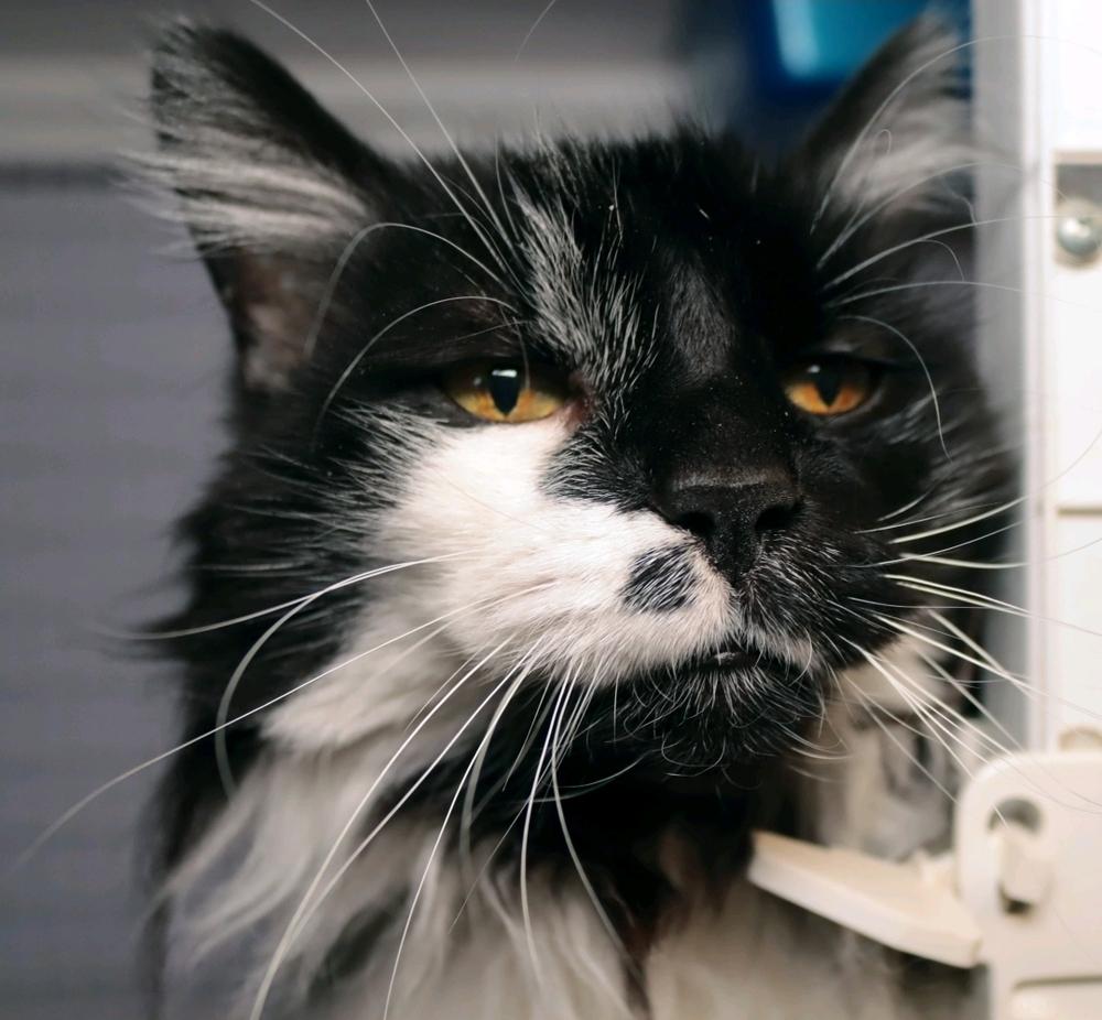 Enlarge Zoe, a Adoptable mixed breed in Vancouver, WA image 4/5