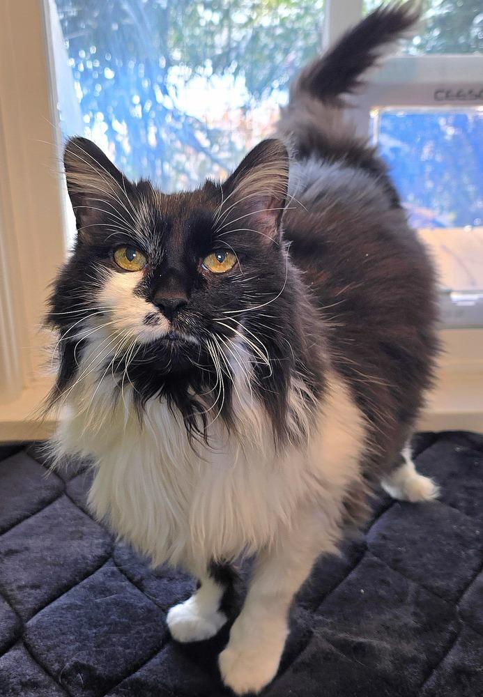 Enlarge Zoe, a Adoptable mixed breed in Vancouver, WA image 5/5