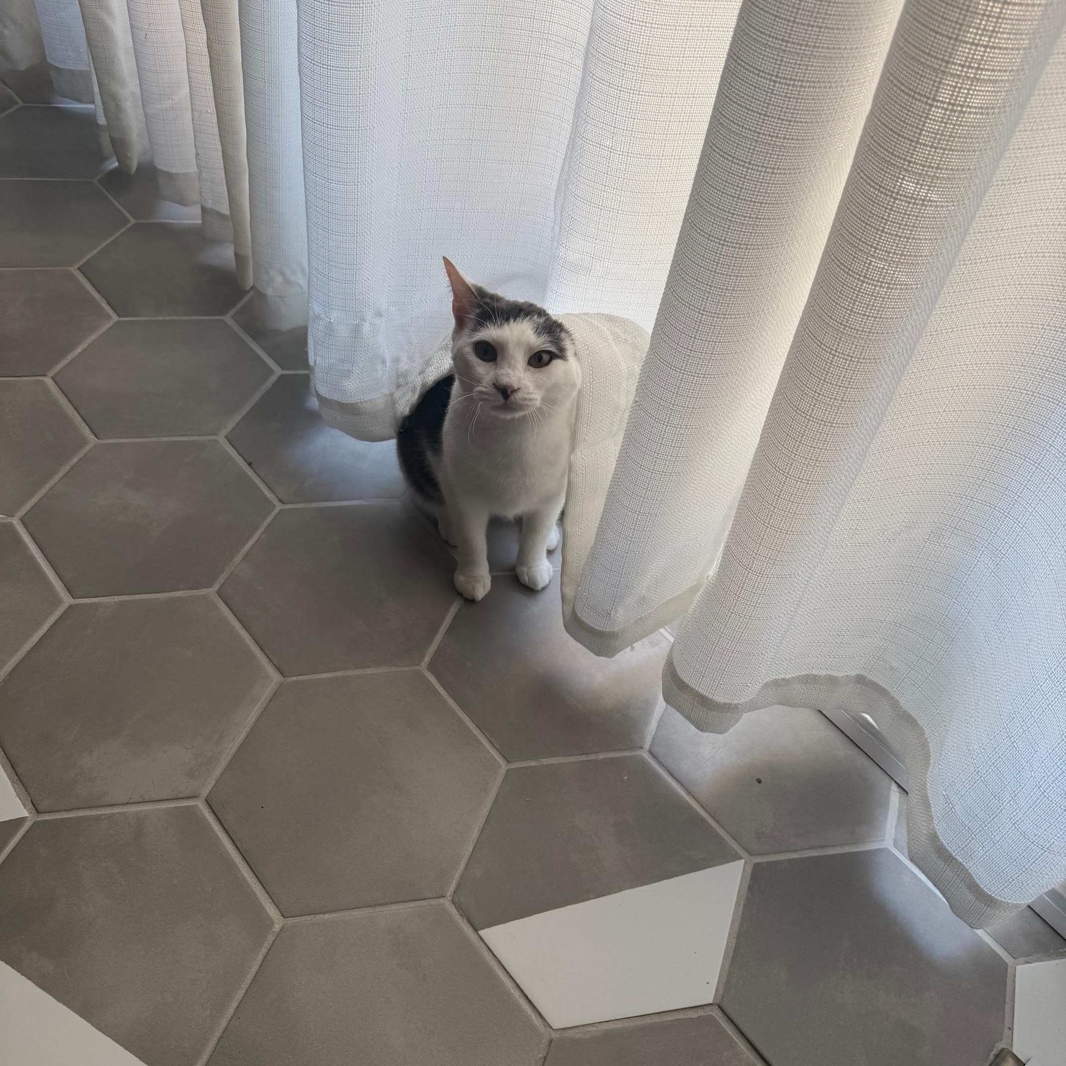 Dovie, a Adoptable Domestic Short Hair in Philadelphia, PA image 2/6