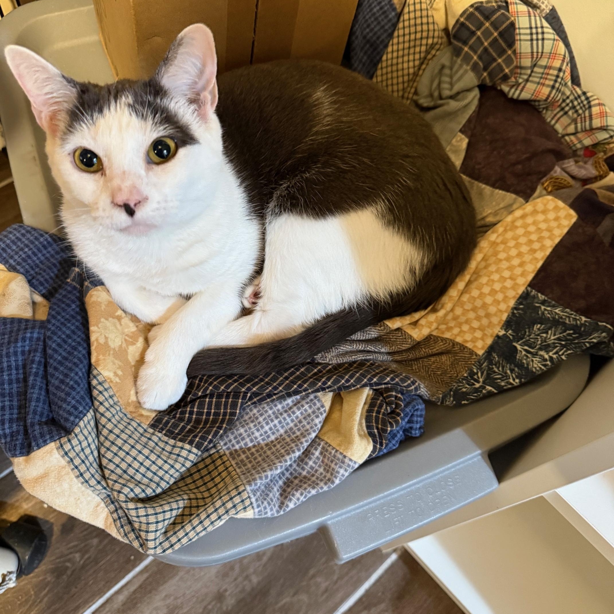 Dovie, a Adoptable Domestic Short Hair in Philadelphia, PA image 6/6