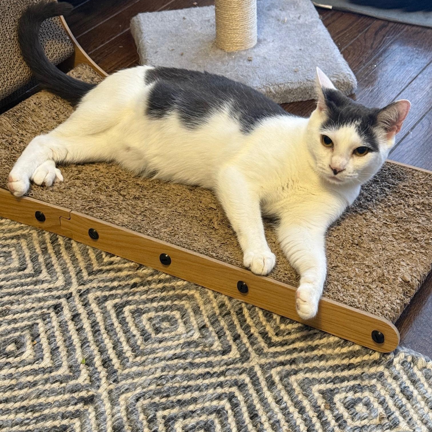 Dovie, a Adoptable Domestic Short Hair in Philadelphia, PA image 4/6