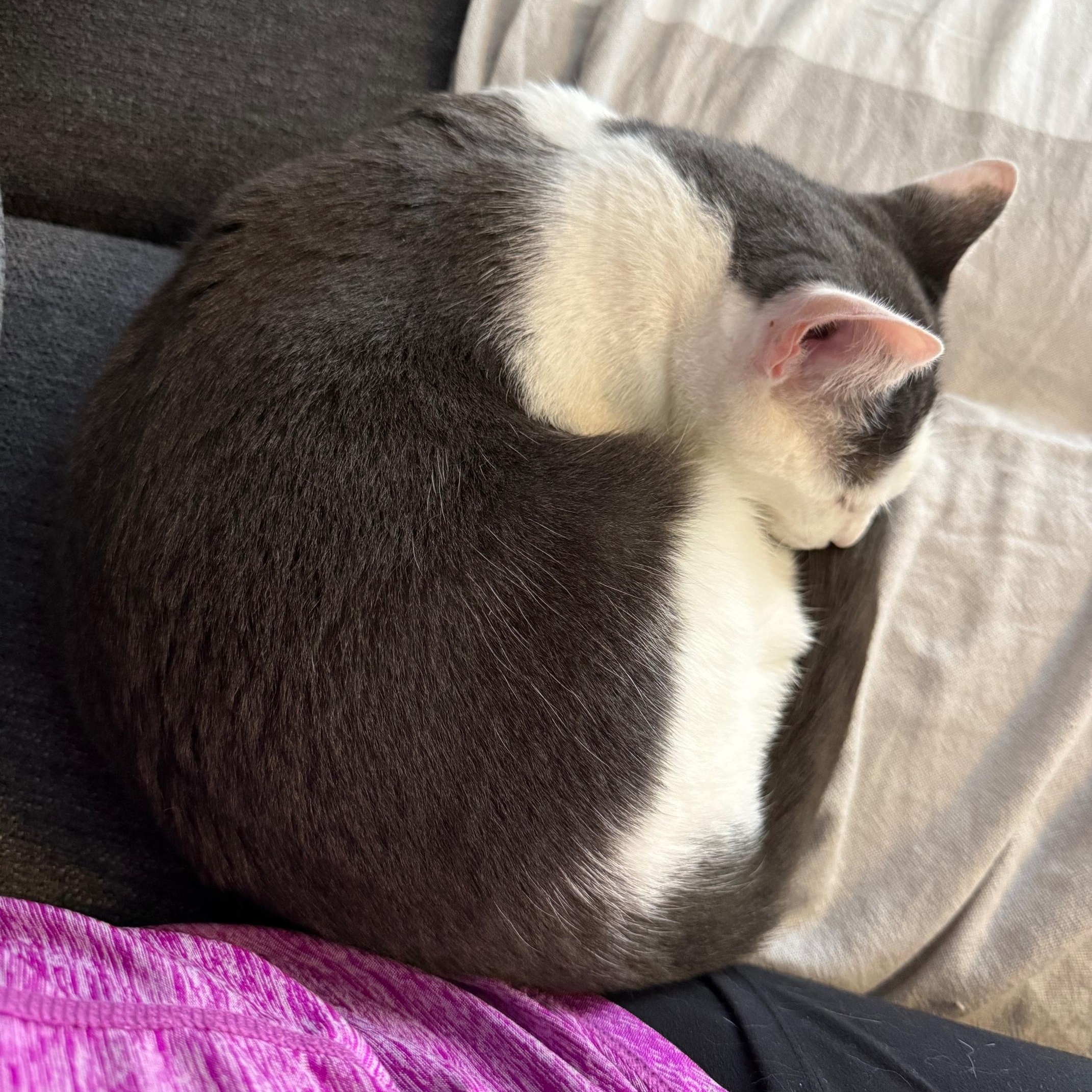 Dovie, a Adoptable Domestic Short Hair in Philadelphia, PA image 5/6