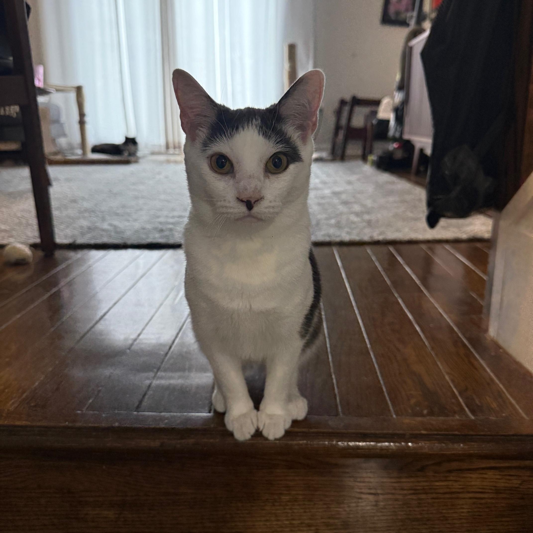 Dovie, Adoptable, Young Female Domestic Short Hair.