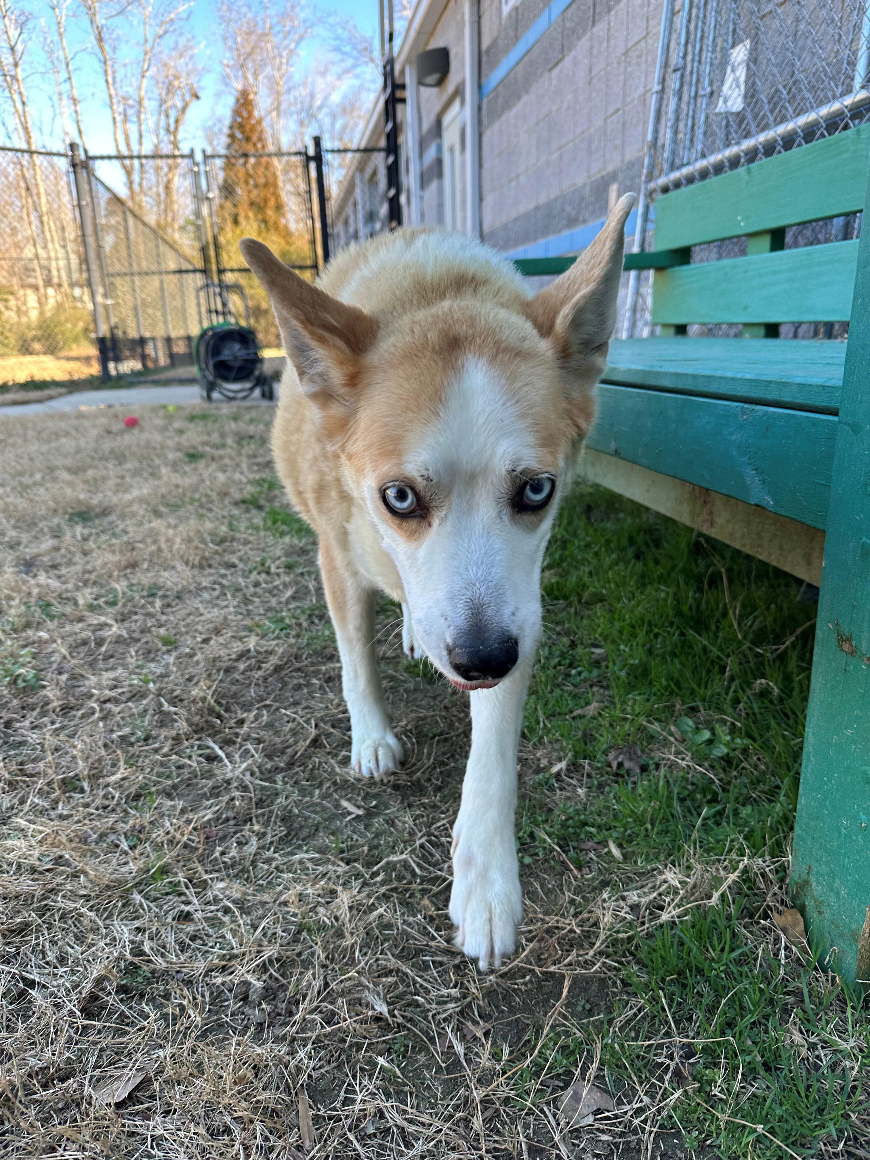 Bonnie, ADOPTABLE, Senior Female Siberian Husky.