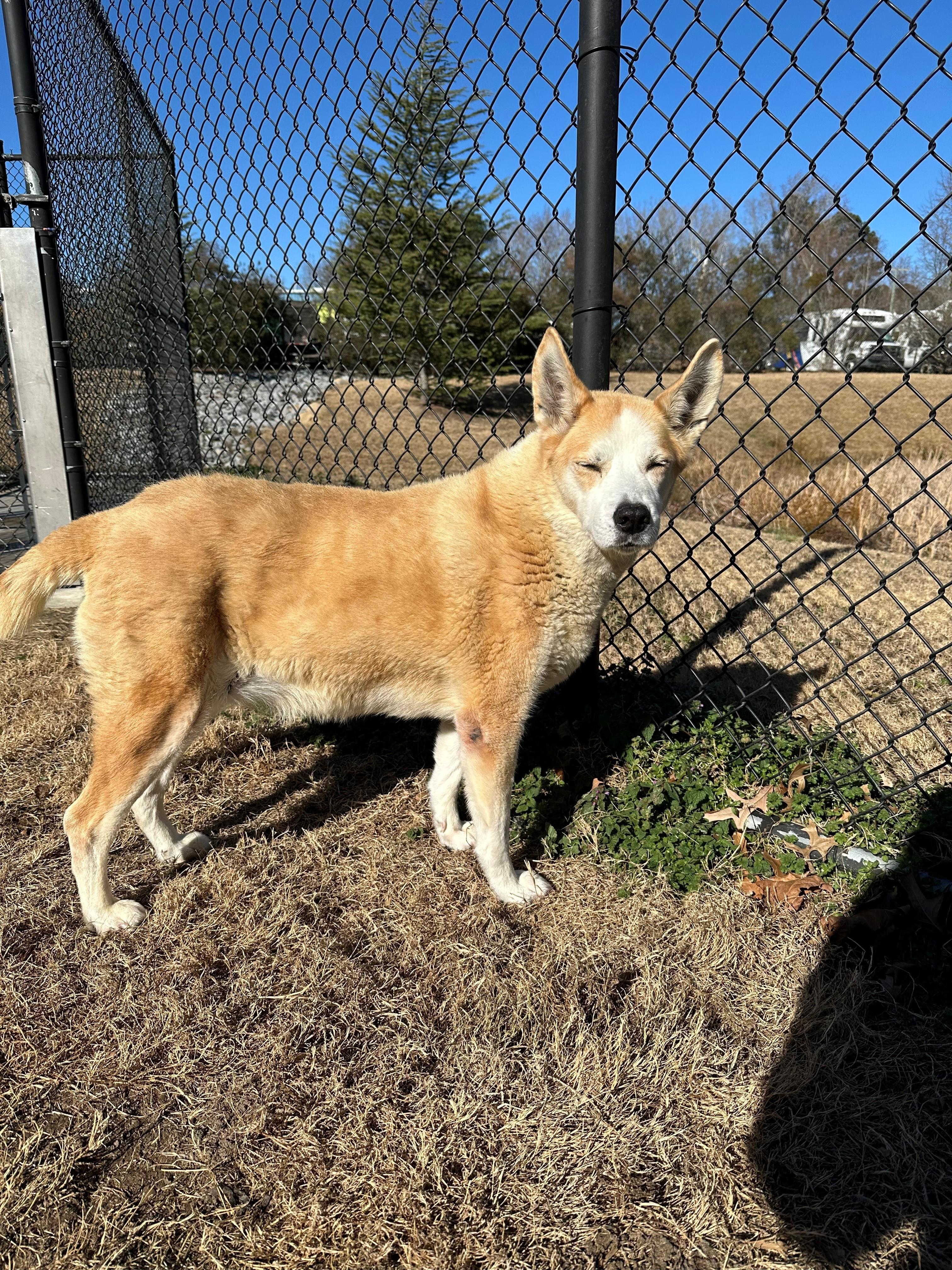 Enlarge Bonnie, a ADOPTABLE Siberian Husky in Suffolk, VA image 3/3