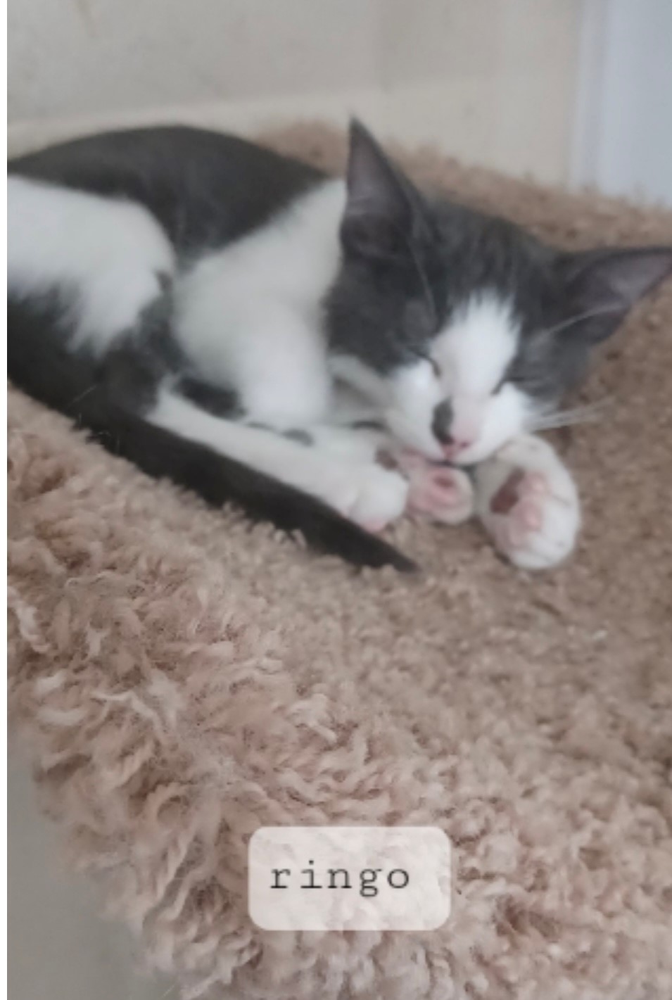 Ringo, Adoptable, Young Male Domestic Short Hair.