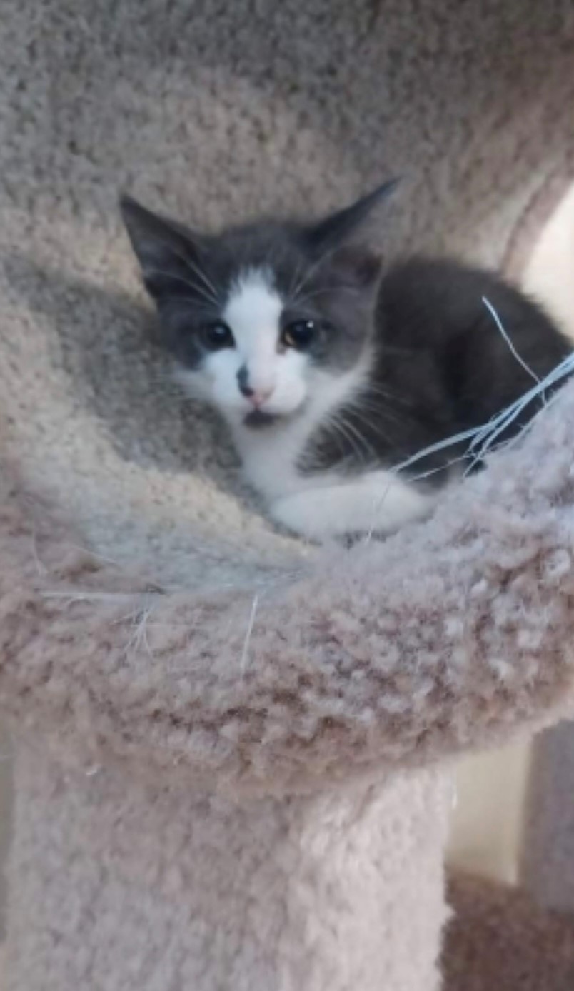Ringo, an adoptable Domestic Short Hair in Walworth, WI, 53184 | Photo Image 4