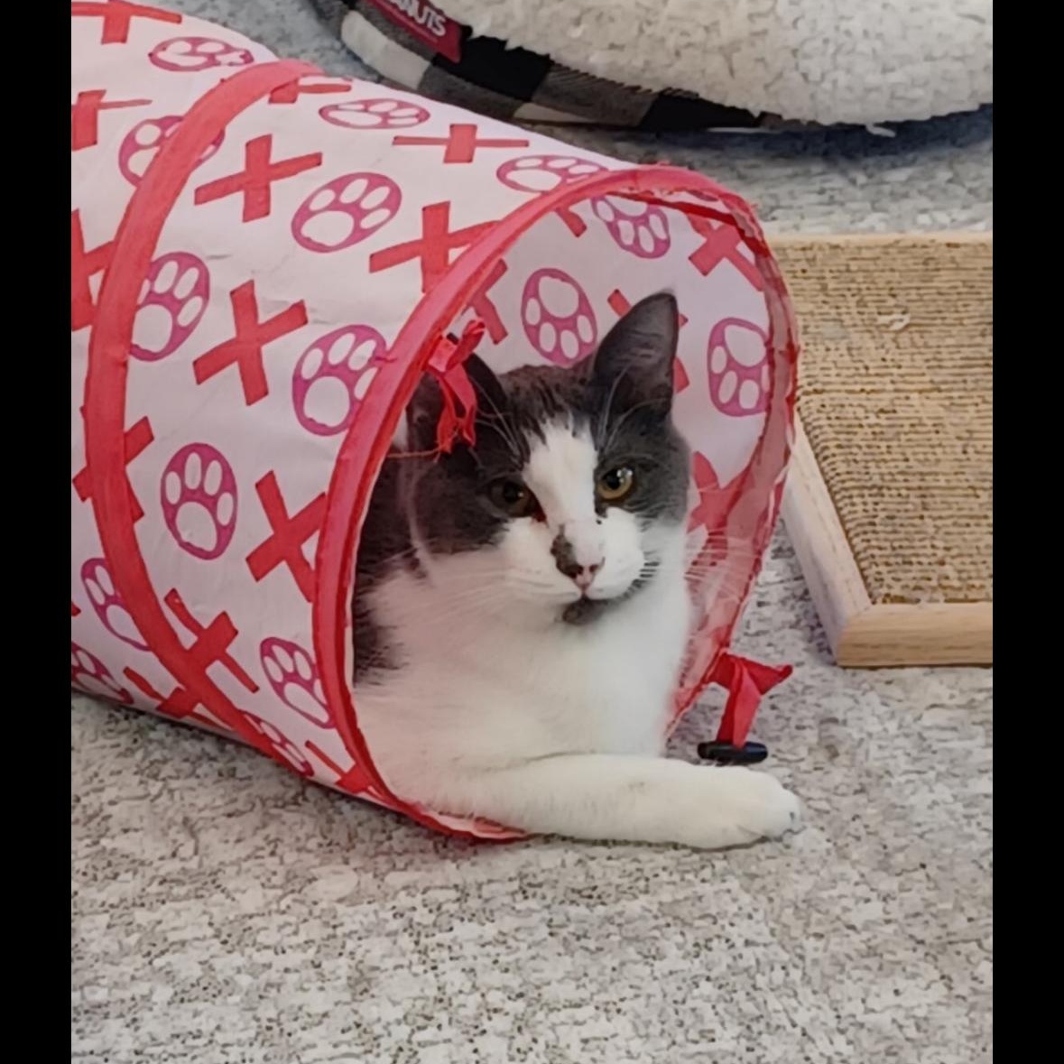 Ringo, an adoptable Domestic Short Hair in Walworth, WI, 53184 | Photo Image 1