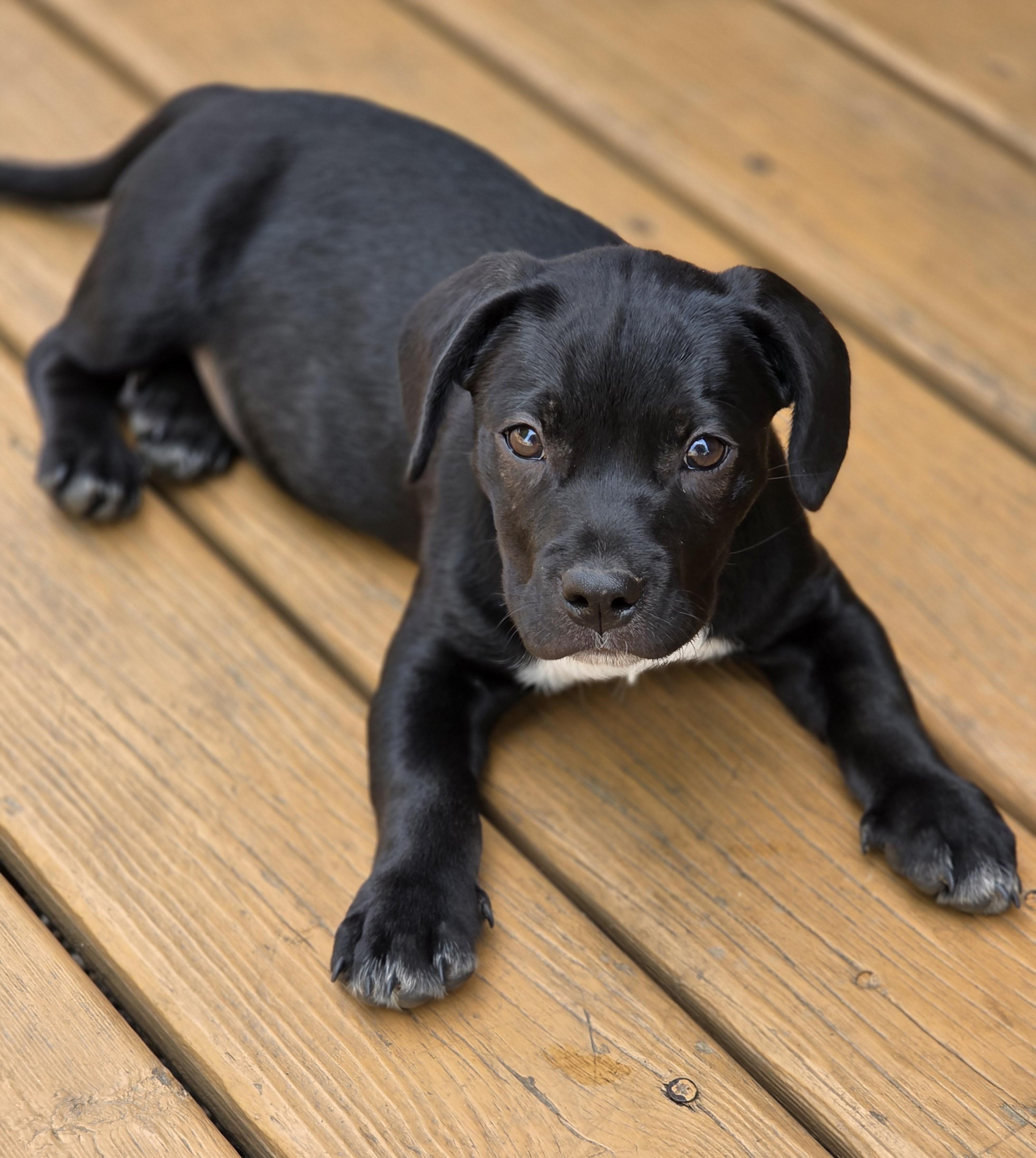 Enlarge Sausage, a Adoptable mixed breed in Lisbon, IA image 2/6