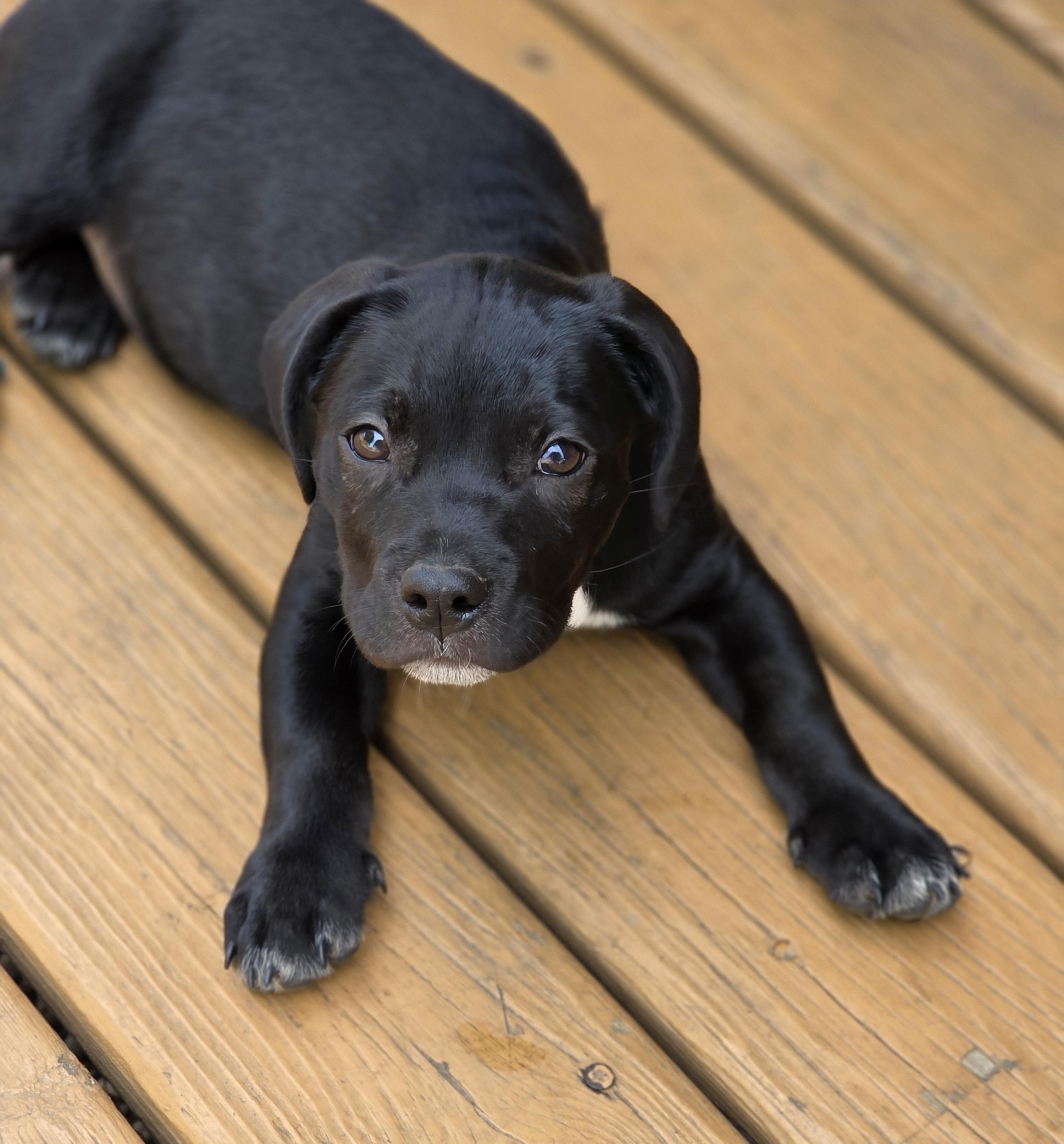 Enlarge Sausage, a Adoptable mixed breed in Lisbon, IA image 5/6