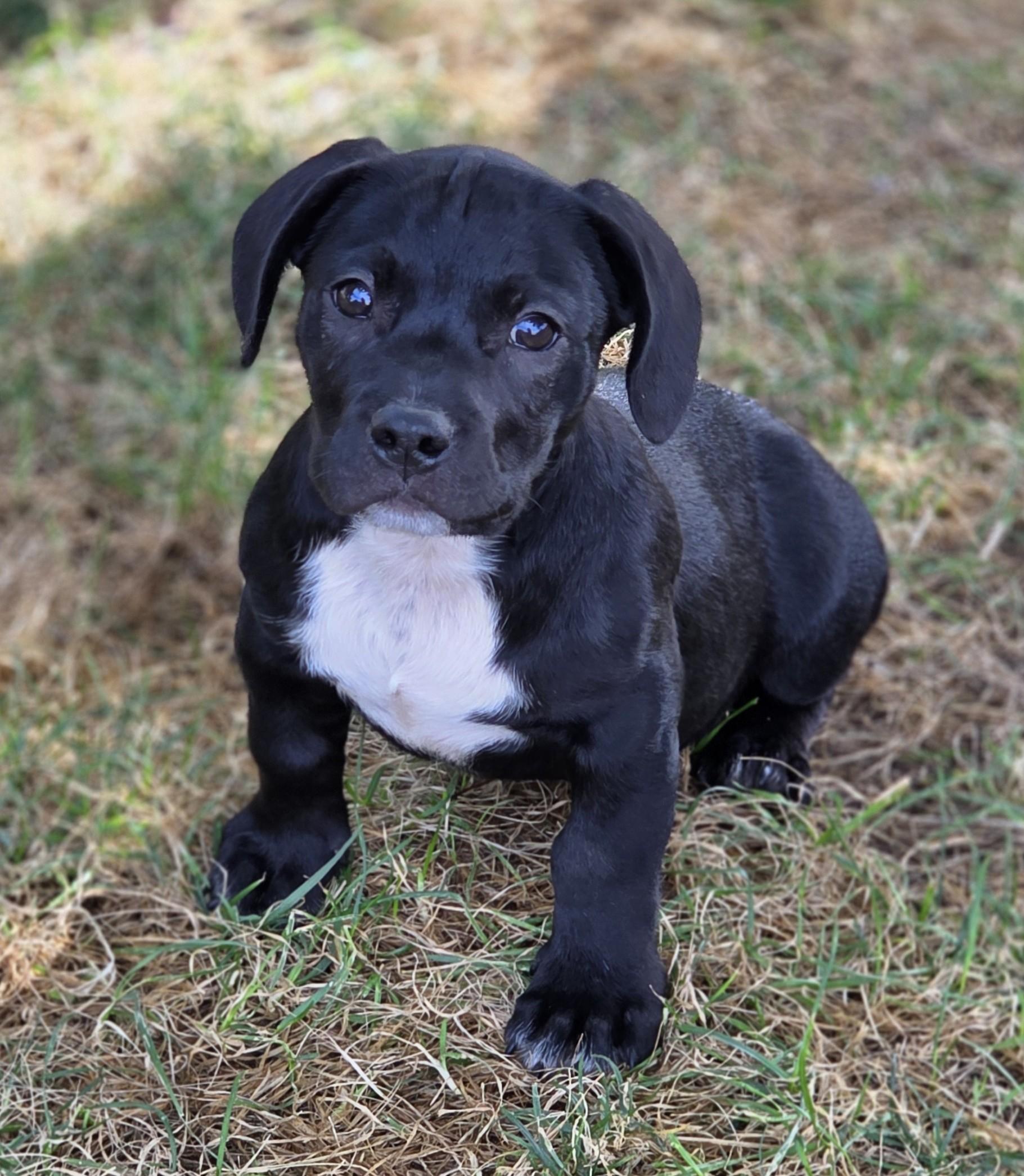 Enlarge Sausage, a Adoptable mixed breed in Lisbon, IA image 1/6