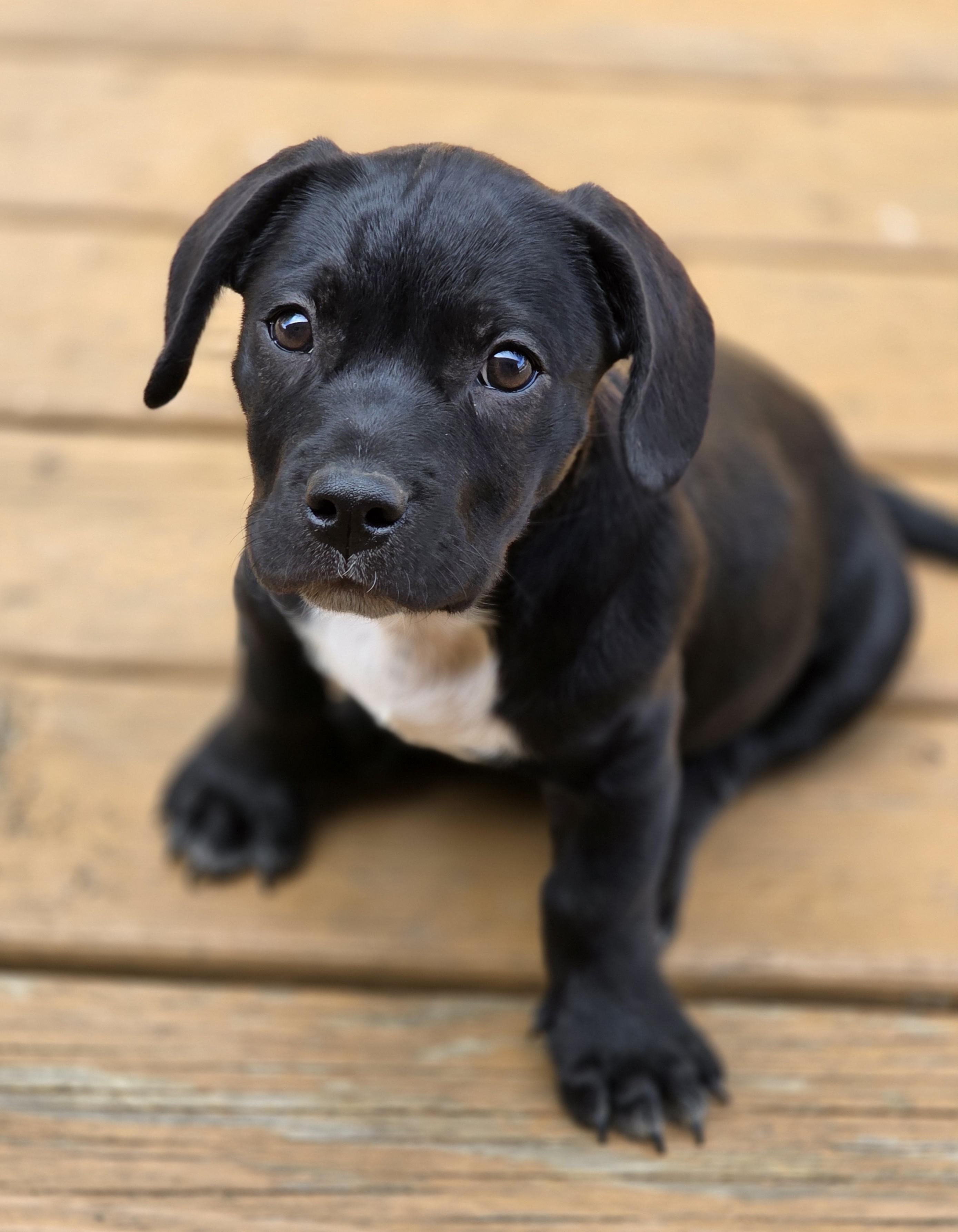 Enlarge Sausage, a Adoptable mixed breed in Lisbon, IA image 3/6