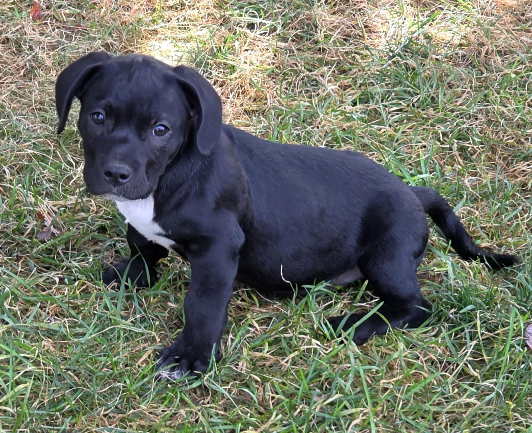 Enlarge Sausage, a Adoptable mixed breed in Lisbon, IA image 4/6