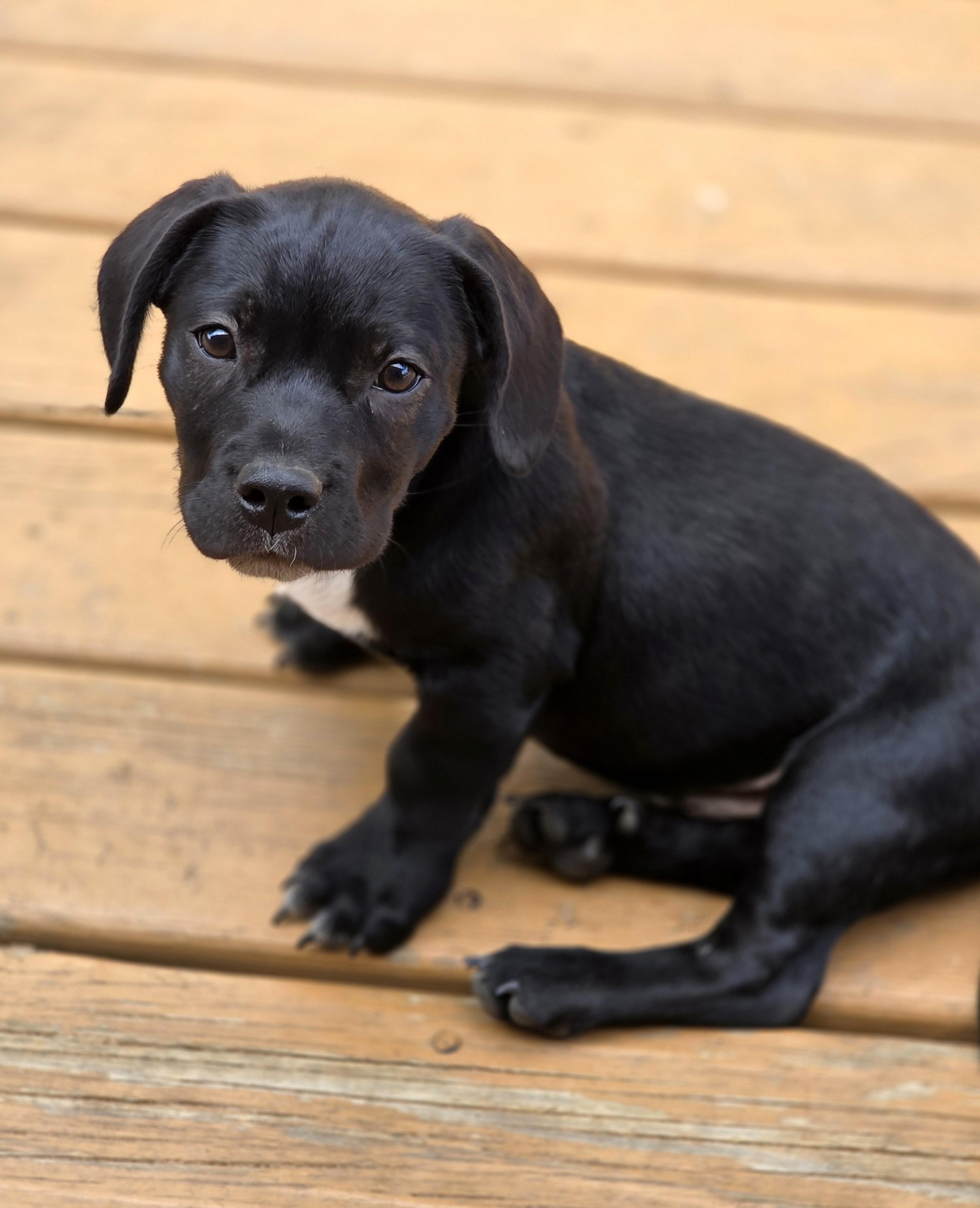 Enlarge Sausage, a Adoptable mixed breed in Lisbon, IA image 6/6