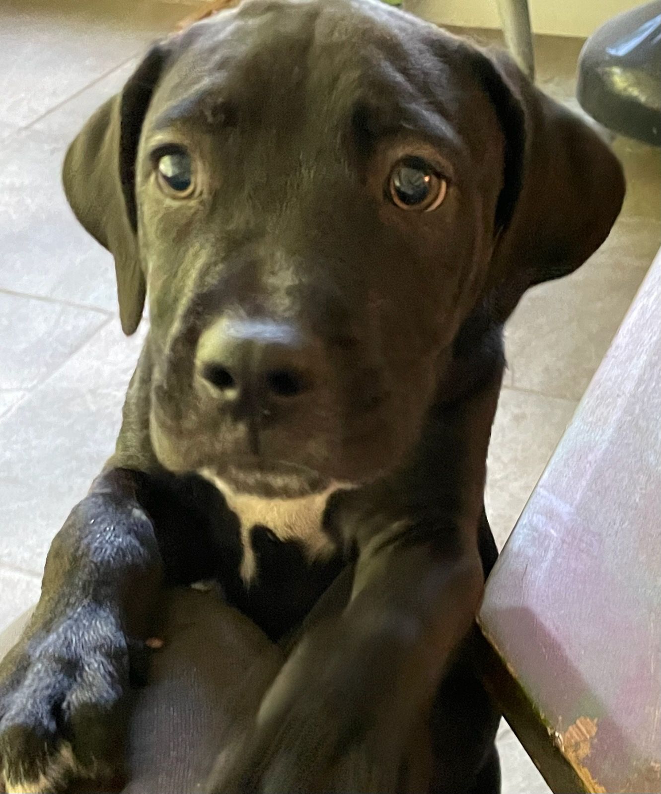 Onyx, an adopted Black Labrador Retriever in Saint Augustine, FL_image-1