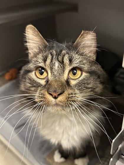 Willow, Adoptable, Adult Male Domestic Medium Hair & Domestic Short Hair.