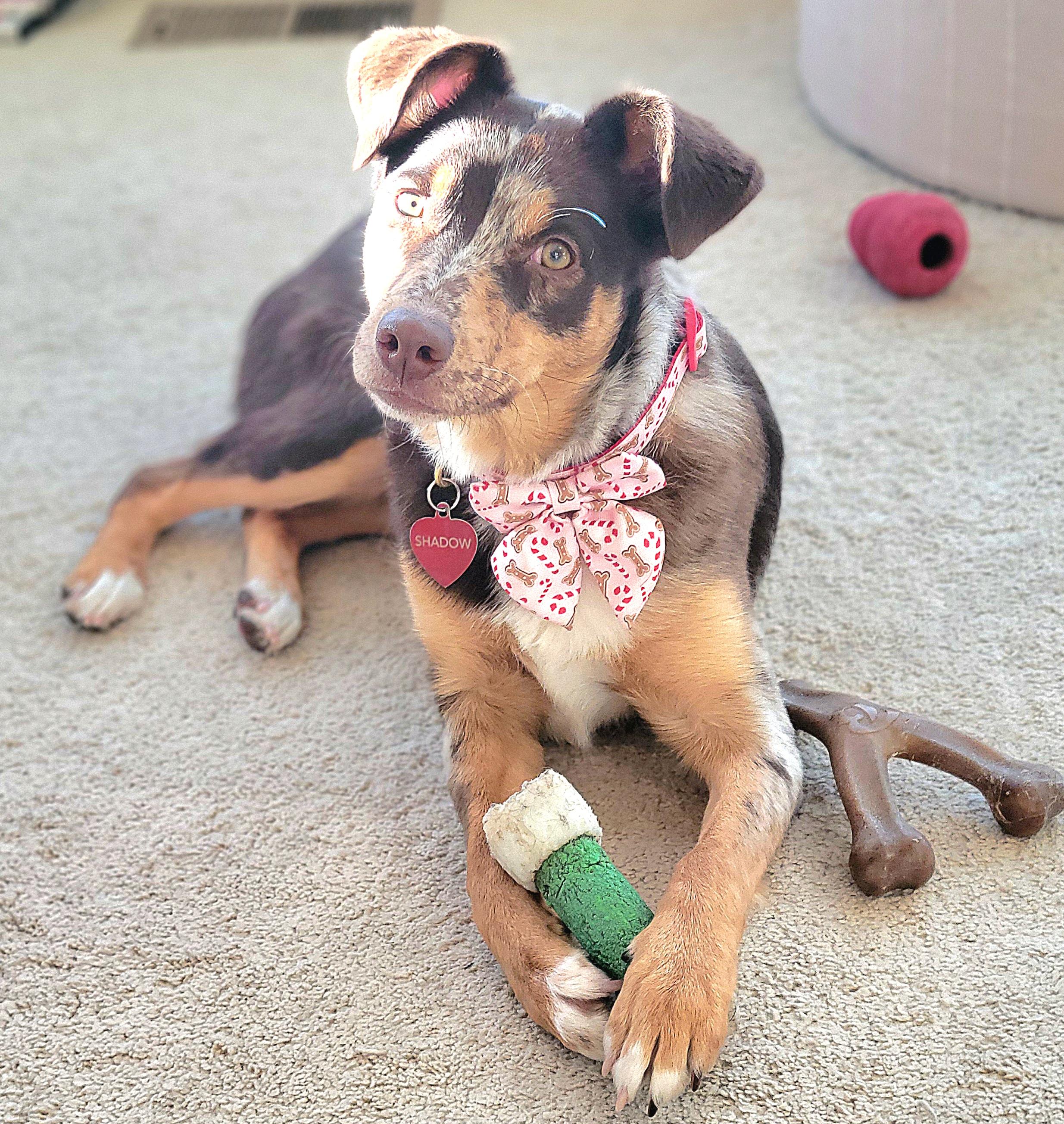 Macy (Mini Aussie), Adoptable, Young Female Australian Shepherd.