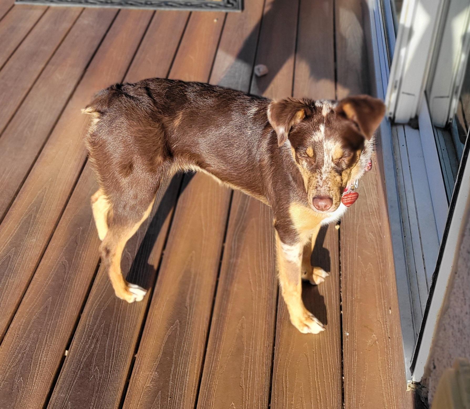Enlarge Macy (Mini Aussie), a Adoptable Australian Shepherd in Colorado Springs, CO image 3/4