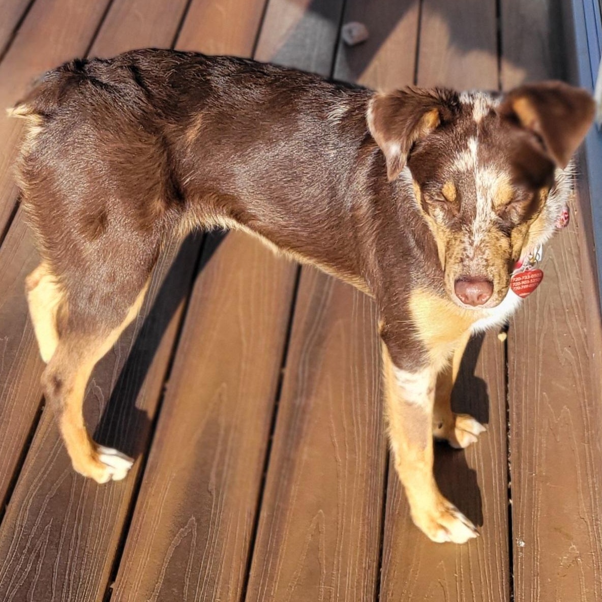 Enlarge Macy (Mini Aussie), a hold Australian Shepherd in Colorado Springs, CO image 2/4