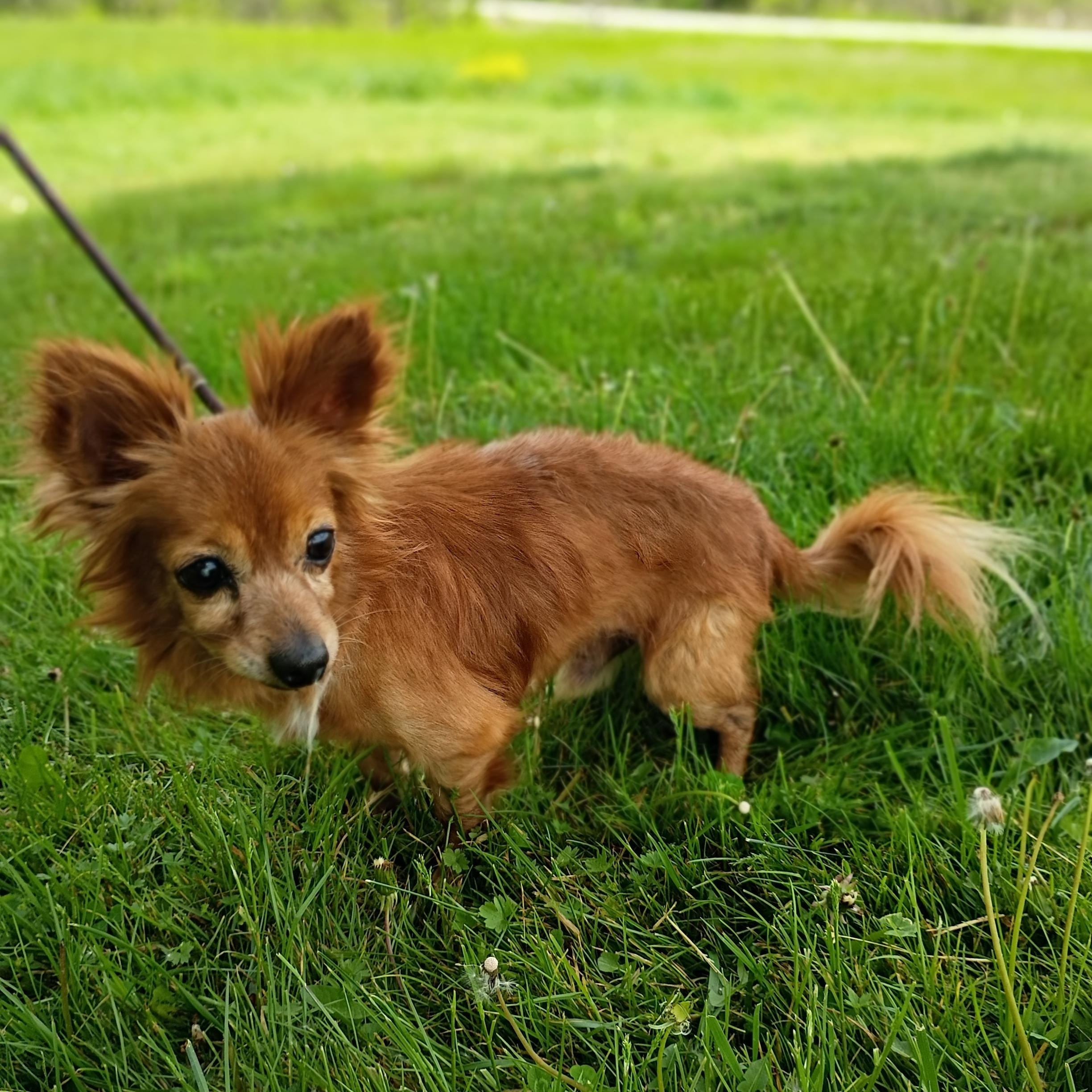 Enlarge Paco, a ADOPTABLE mixed breed in Maynardville, TN image 2/3