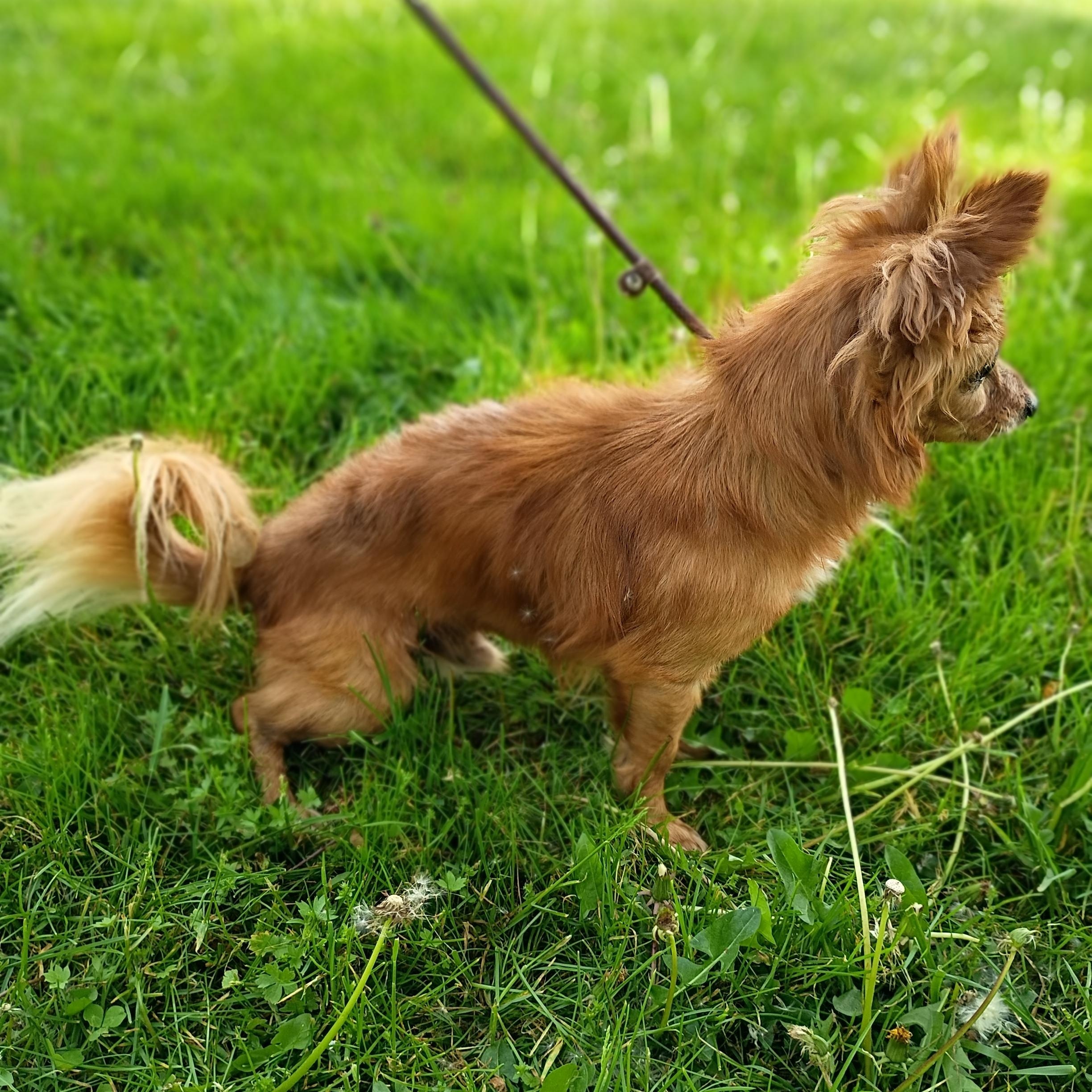 Enlarge Paco, a ADOPTABLE mixed breed in Maynardville, TN image 3/3