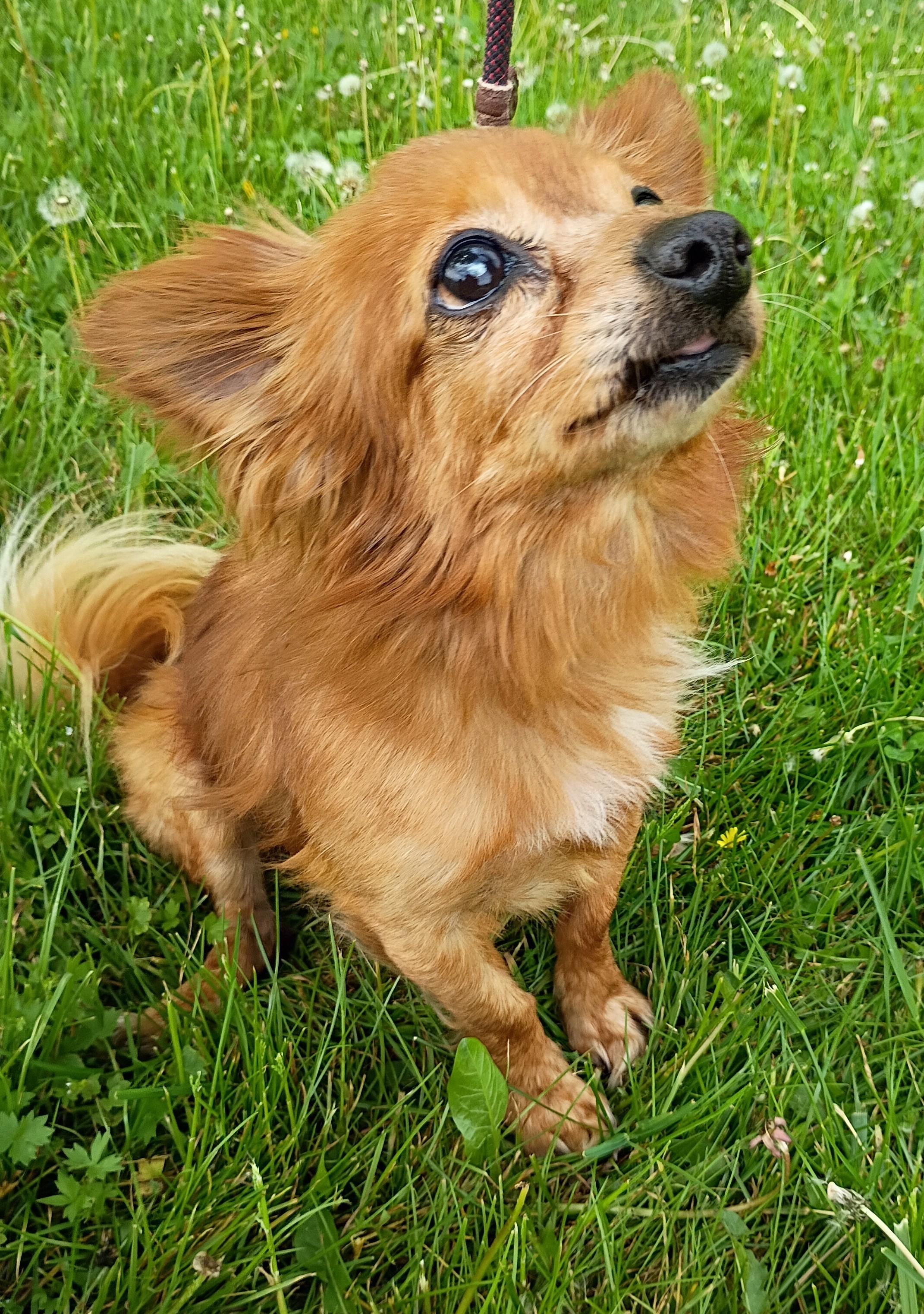 Paco, ADOPTABLE, Senior Male Chihuahua & Pomeranian.