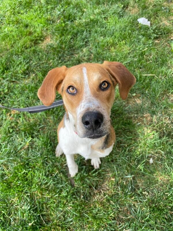 Walker, a Adoptable mixed breed in Berkeley Heights, NJ image 1/6