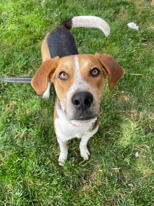 Walker, a Adoptable mixed breed in Berkeley Heights, NJ image 3/6