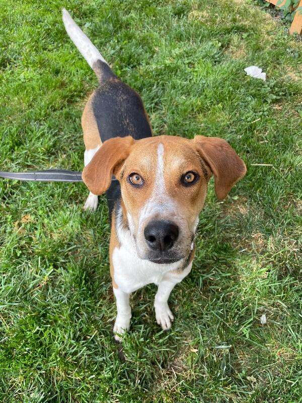 Walker, a Adoptable mixed breed in Berkeley Heights, NJ image 4/6
