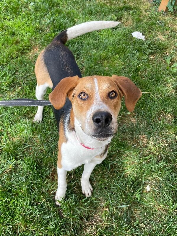 Walker, a Adoptable mixed breed in Berkeley Heights, NJ image 5/6