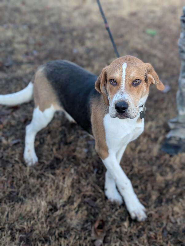 Walker, a Adoptable mixed breed in Berkeley Heights, NJ image 6/6