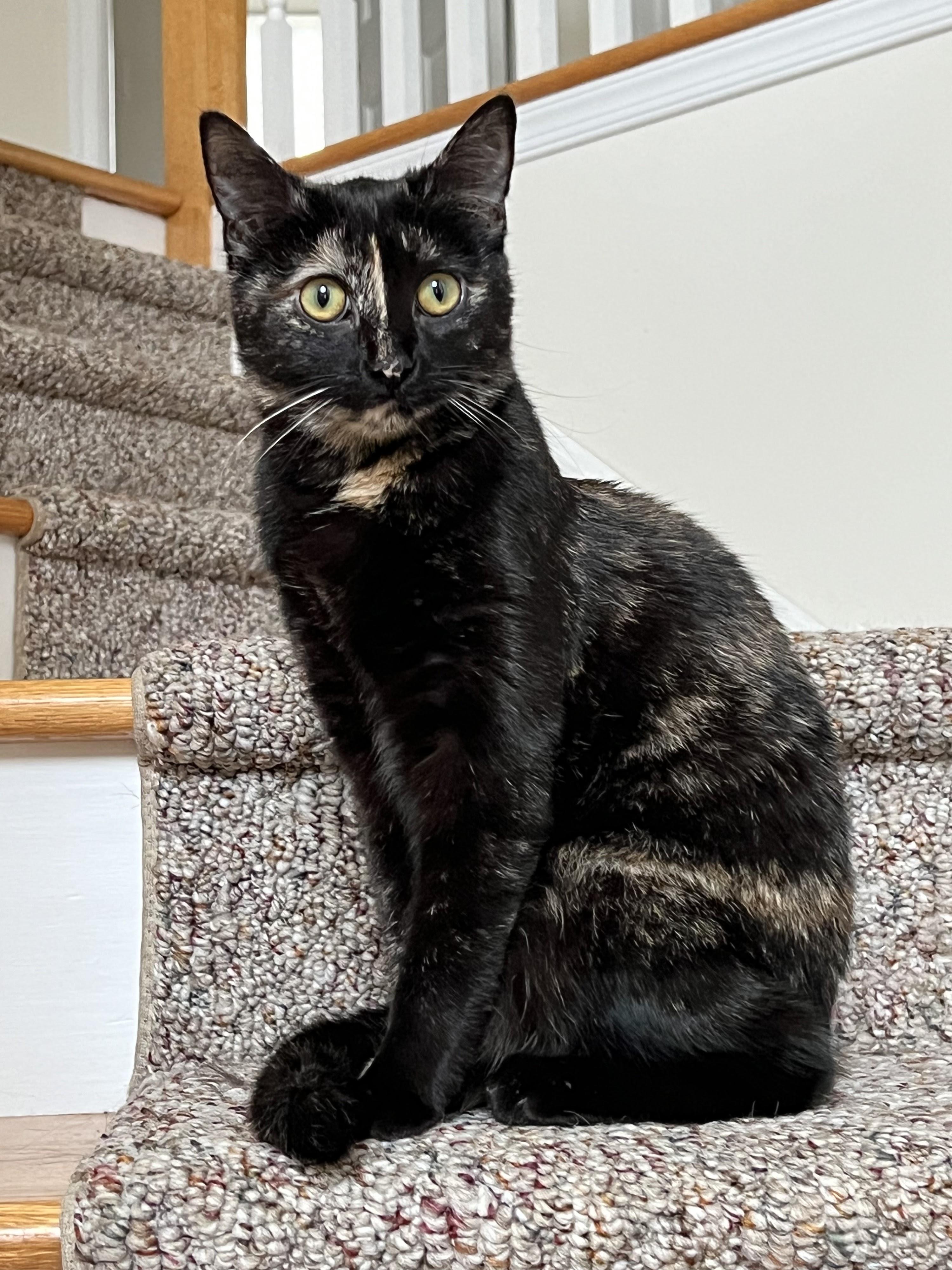 Enlarge Sassy, a Adoptable mixed breed in BREINIGSVILLE, PA image 3/6