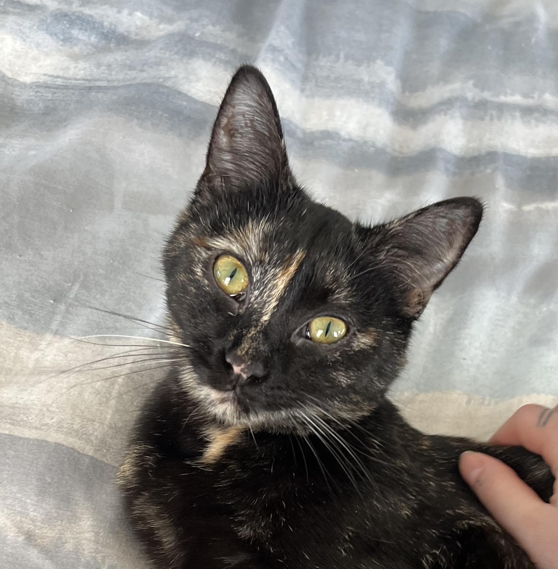 Enlarge Sassy, a Adoptable mixed breed in BREINIGSVILLE, PA image 5/6