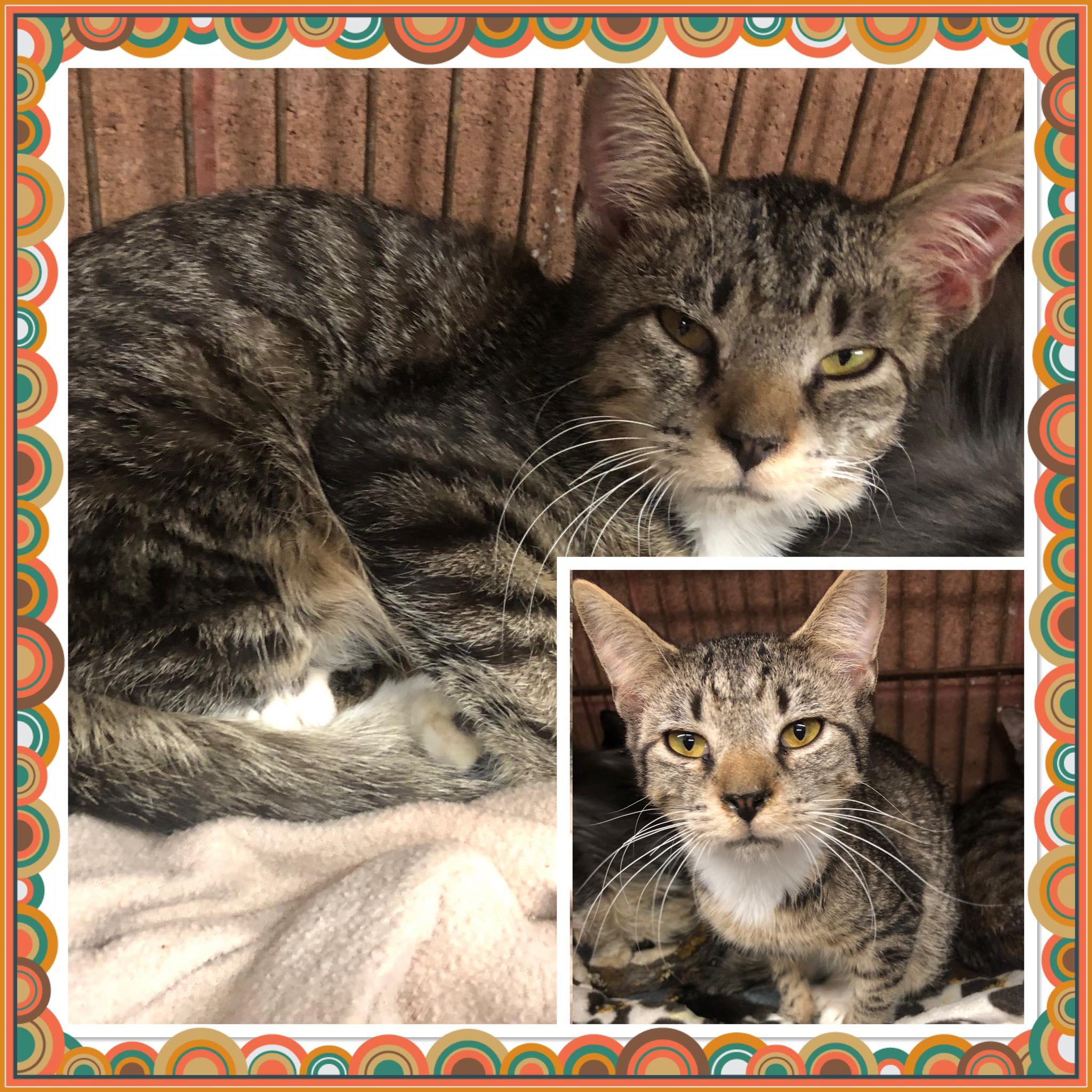 TATOR TOT, ADOPTABLE, Kitten Male Domestic Short Hair.