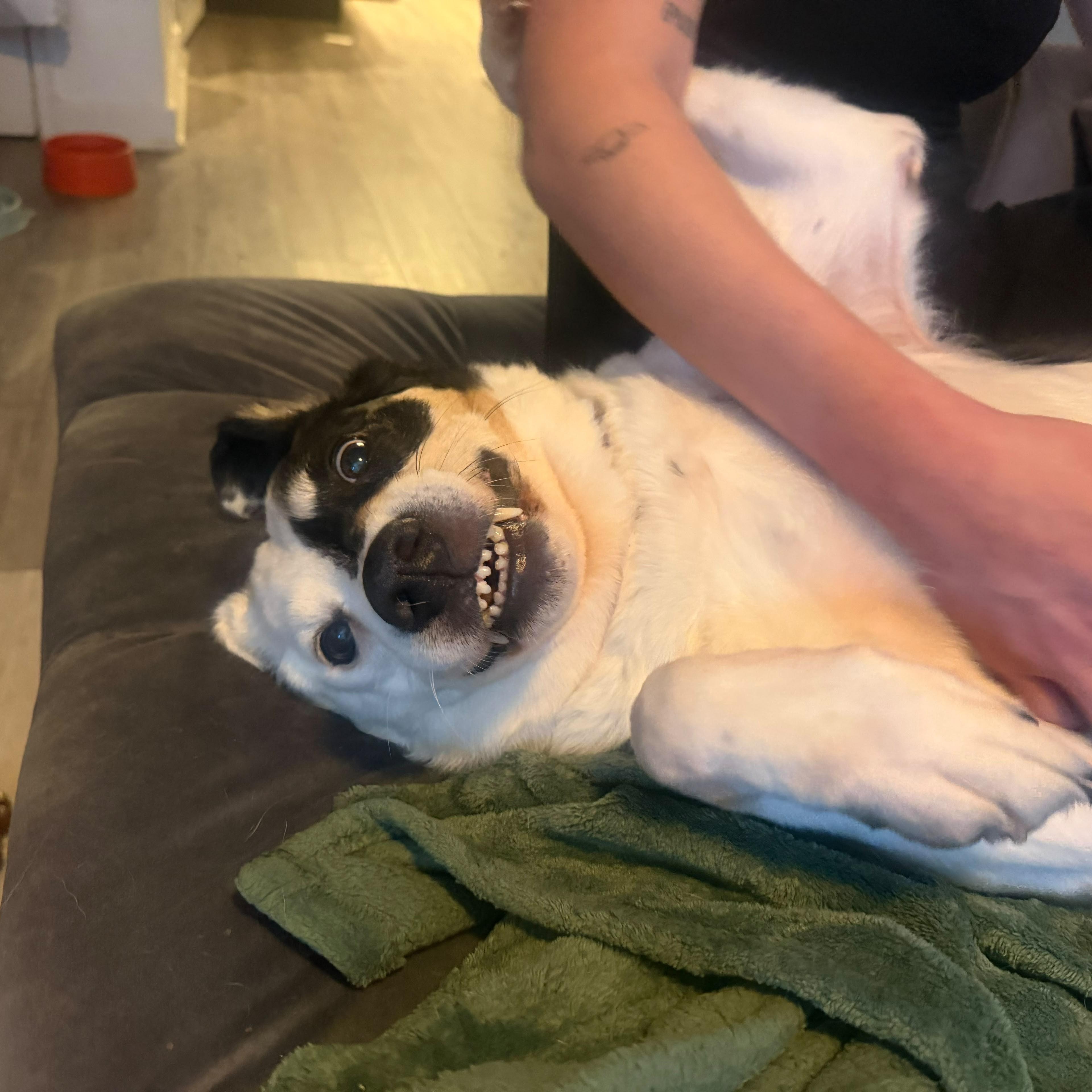 Gina, a ADOPTABLE Border Terrier in New York, NY image 3/6