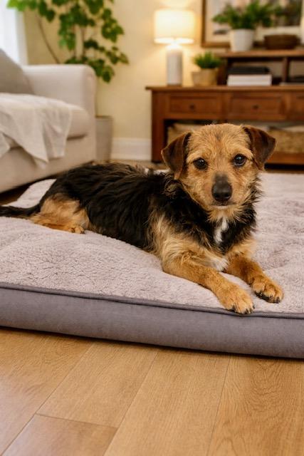 Enlarge Wally, a other mixed breed in Orlando, FL image 1/1