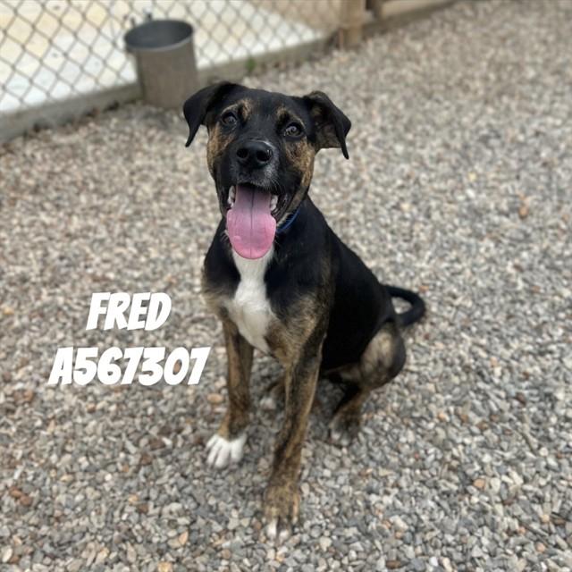 FRED, Adoptable, Young Male Hound & Mixed Breed.